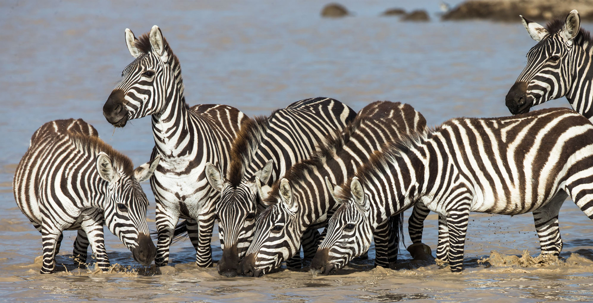 Tanzania-Kleins-Camp-Wildlife-Zebra