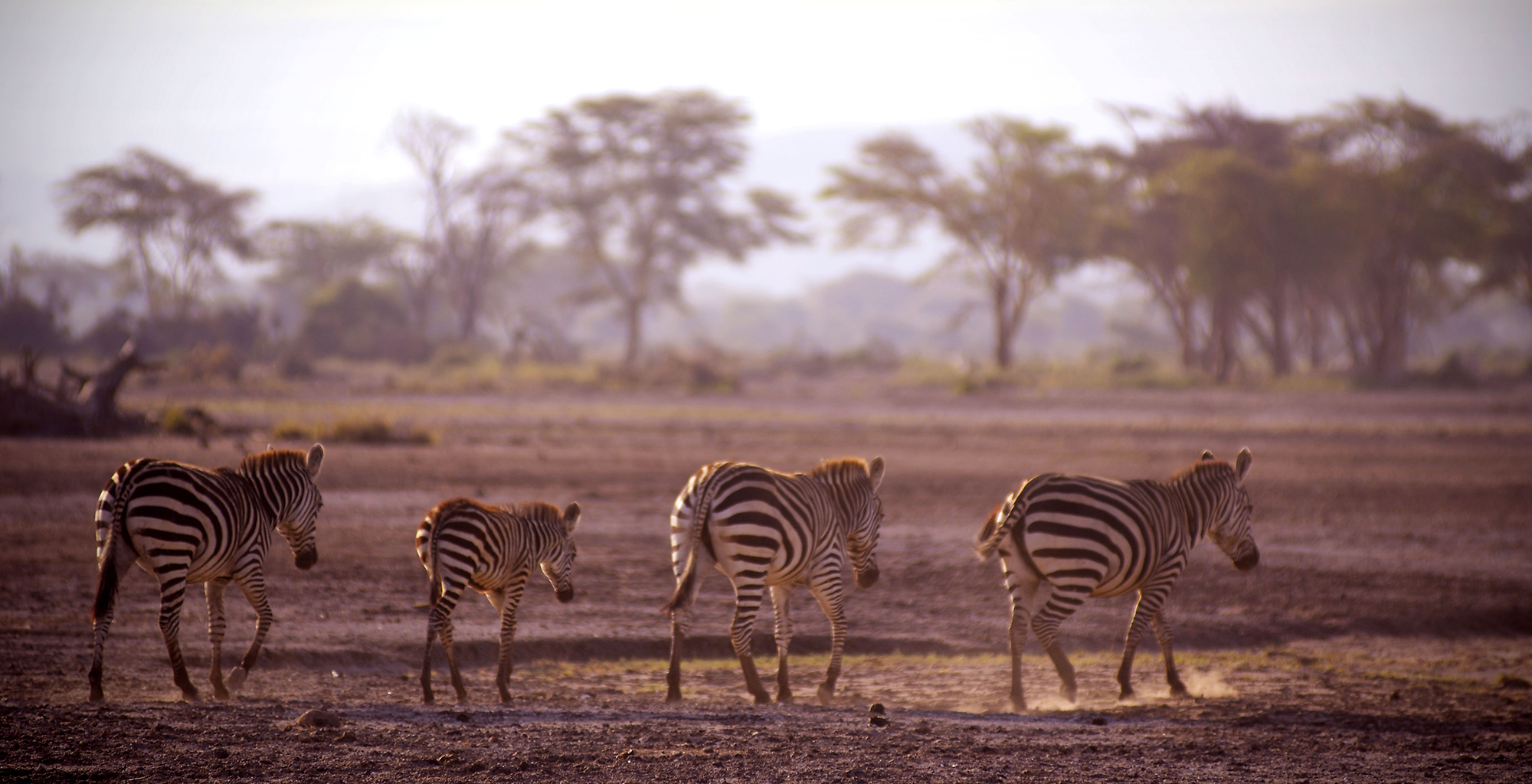 Tanzania-Lake-Manyara-Zebra
