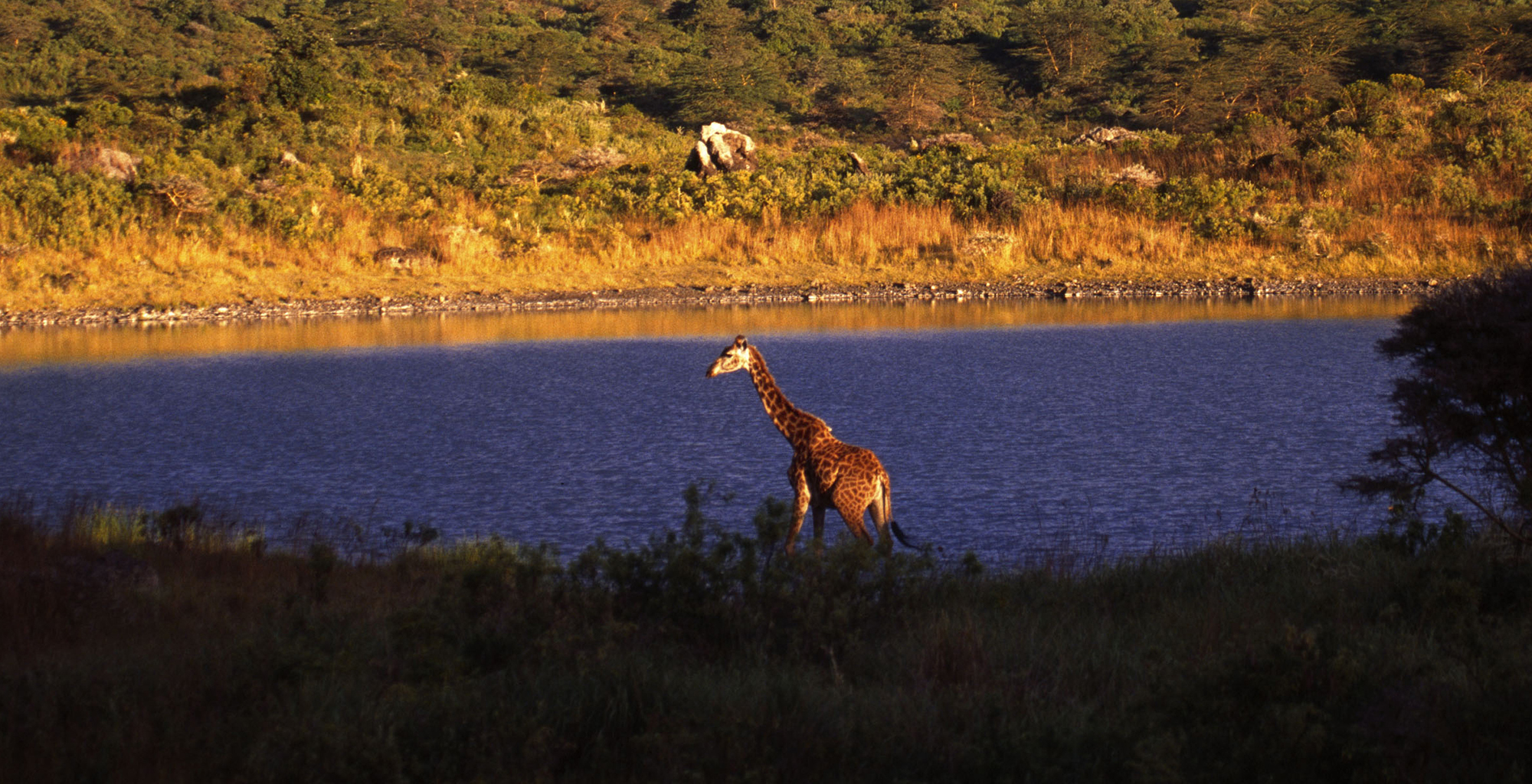 Tanzania-Arusha-Coffee-Lodge-Wildlife-Giraffe