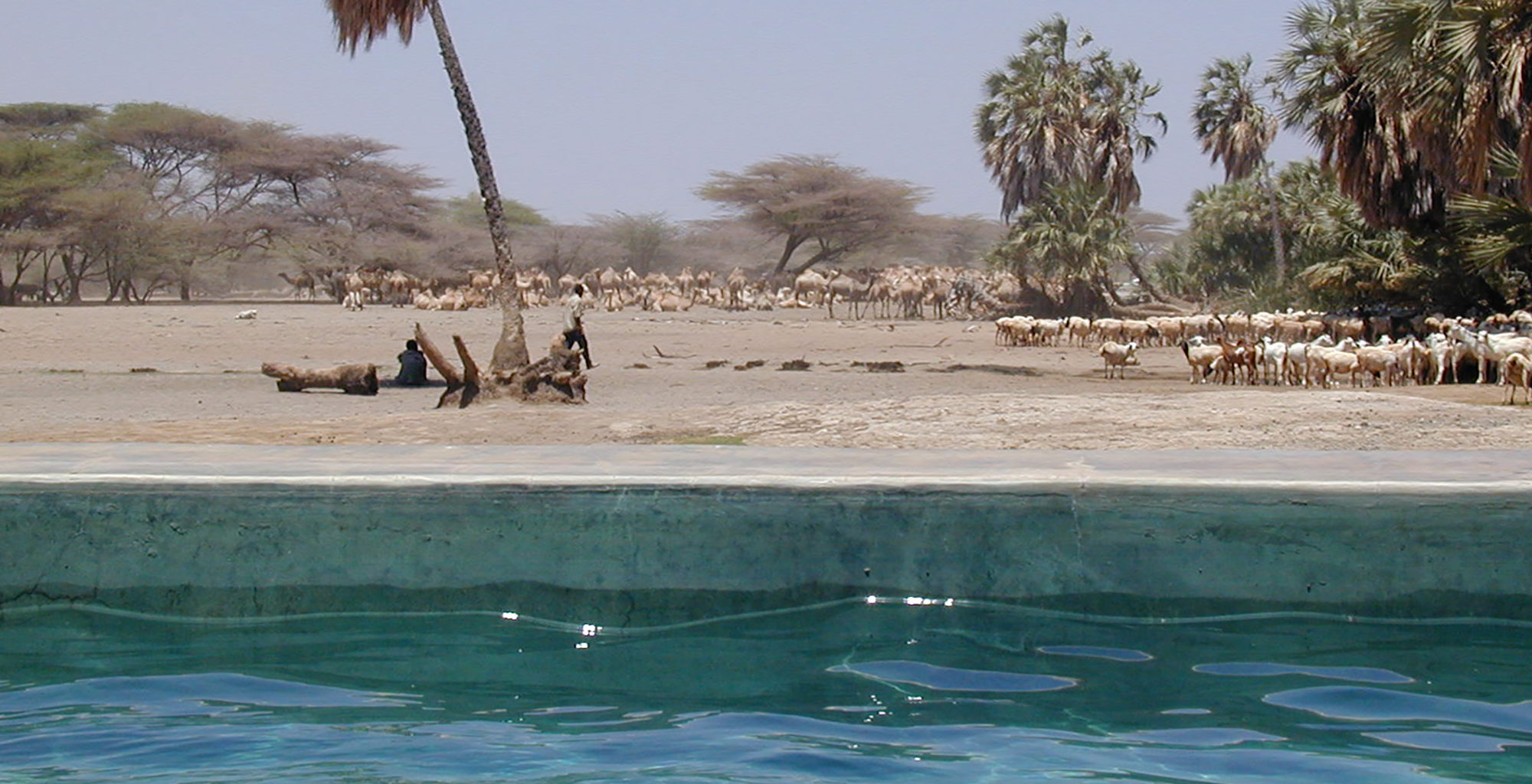 Kenya-Kalacha-Camp-Pool-Wildlife