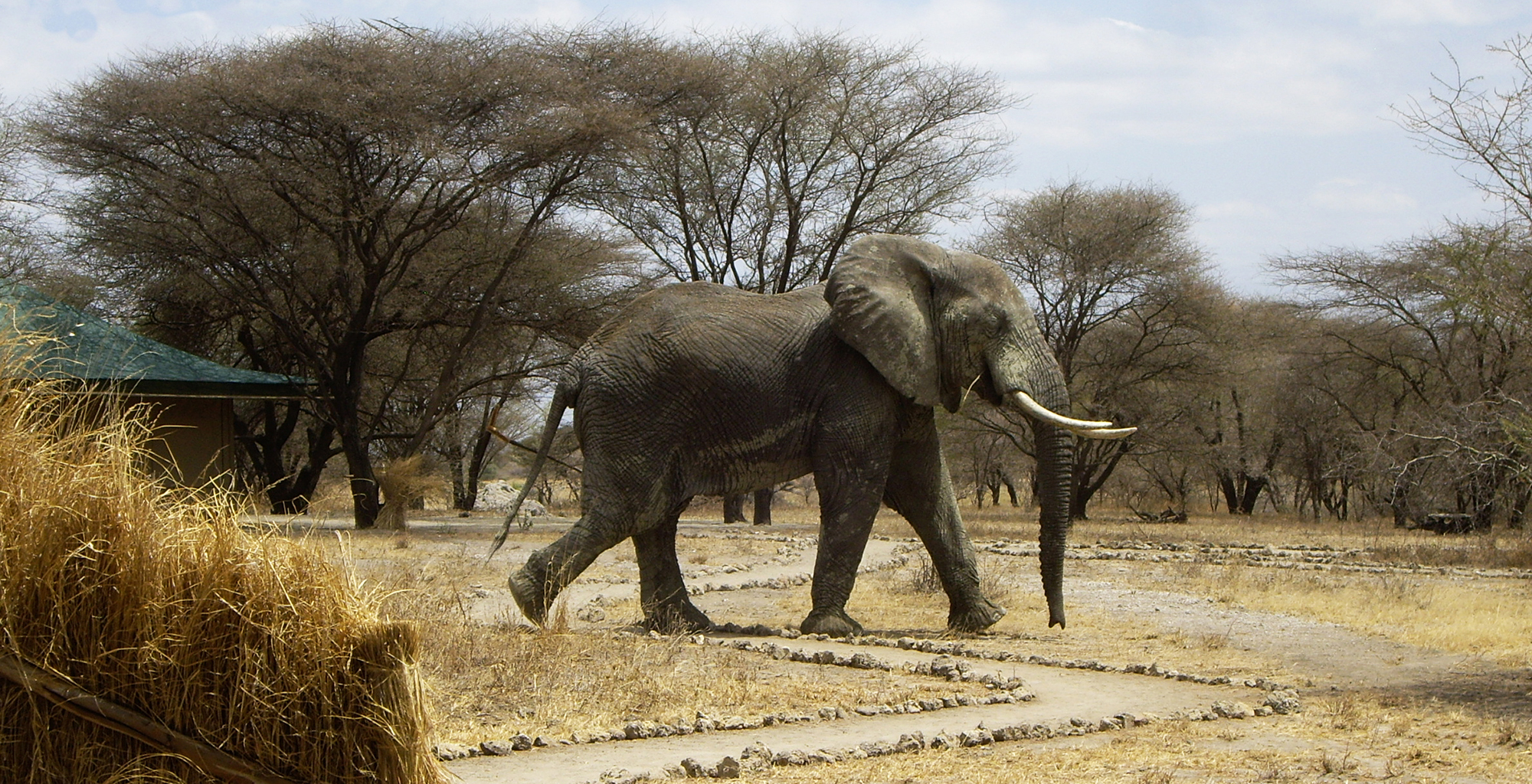 Tanzania-Manyara-Ranch-Tented-Elephant