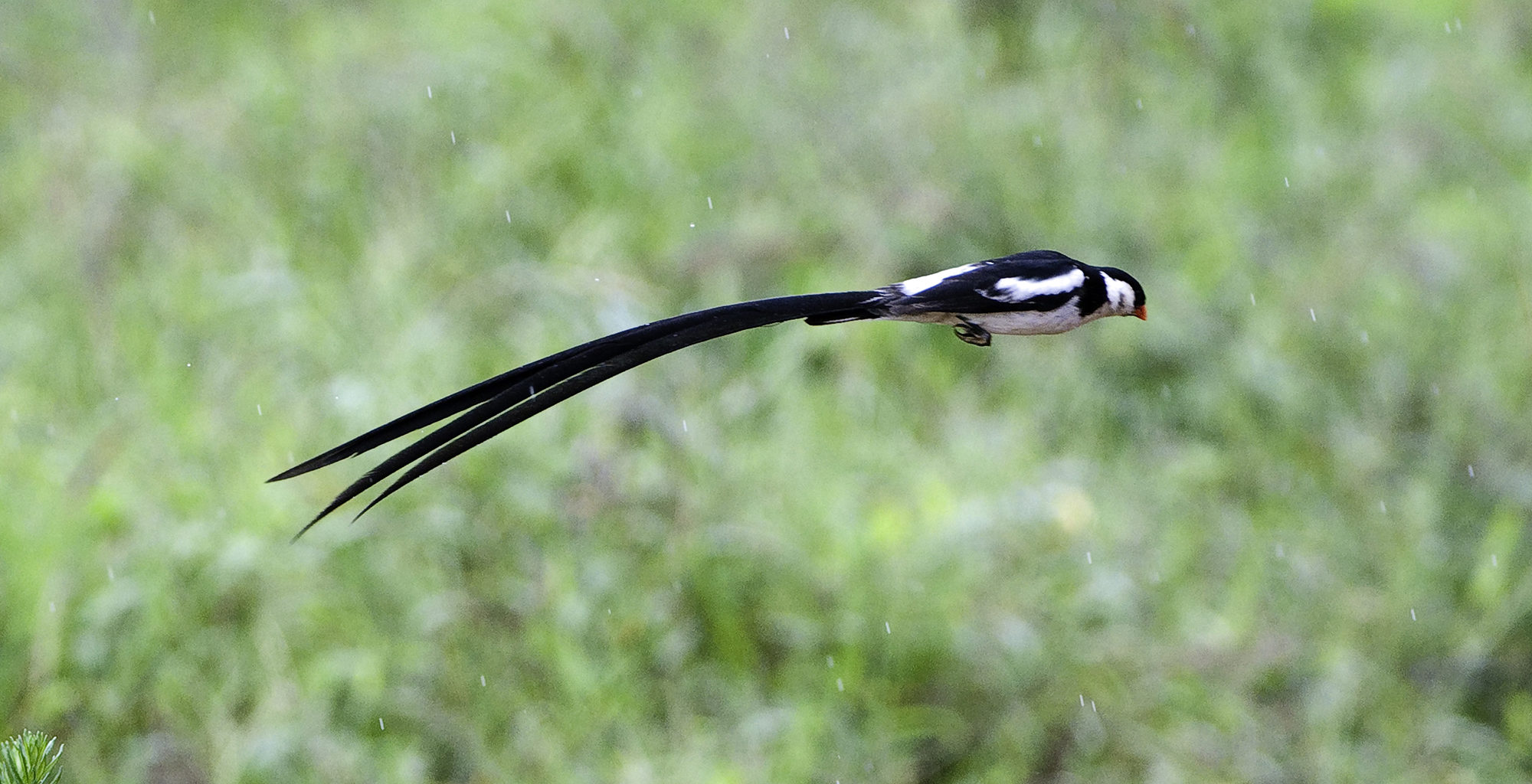 Malawi-Nyika-National-Park-Bird