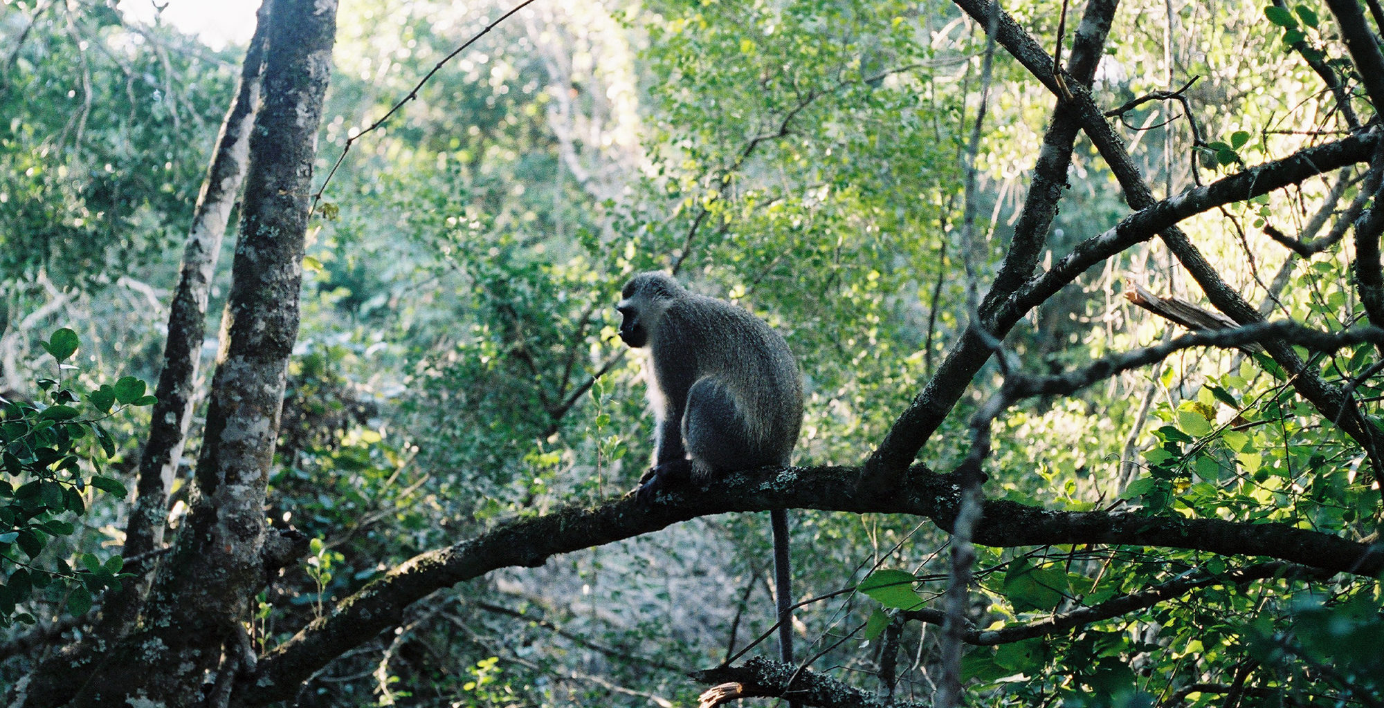 South-Africa-Garden-Route-Wildlife-Monkey