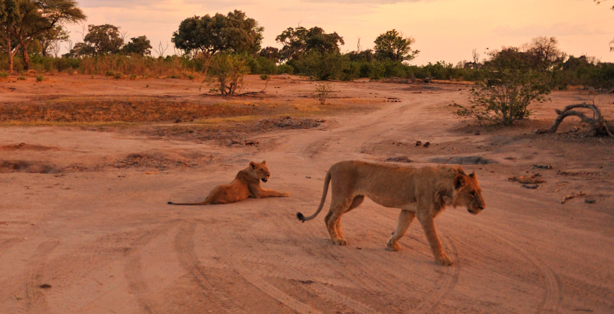 Zimbabwe-Somalisa-Acacia-Wildlife-Lion