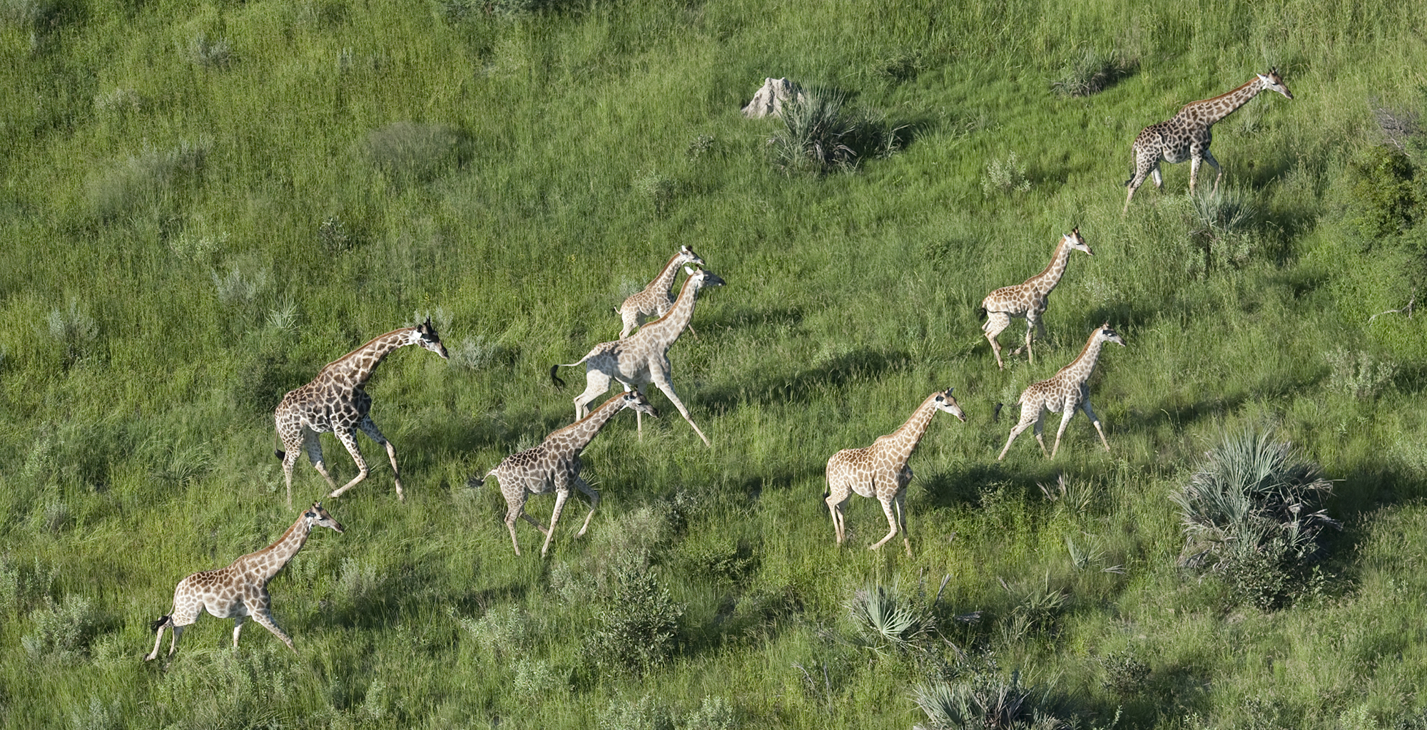 Botswana-Chitabe-Camp-Giraffe