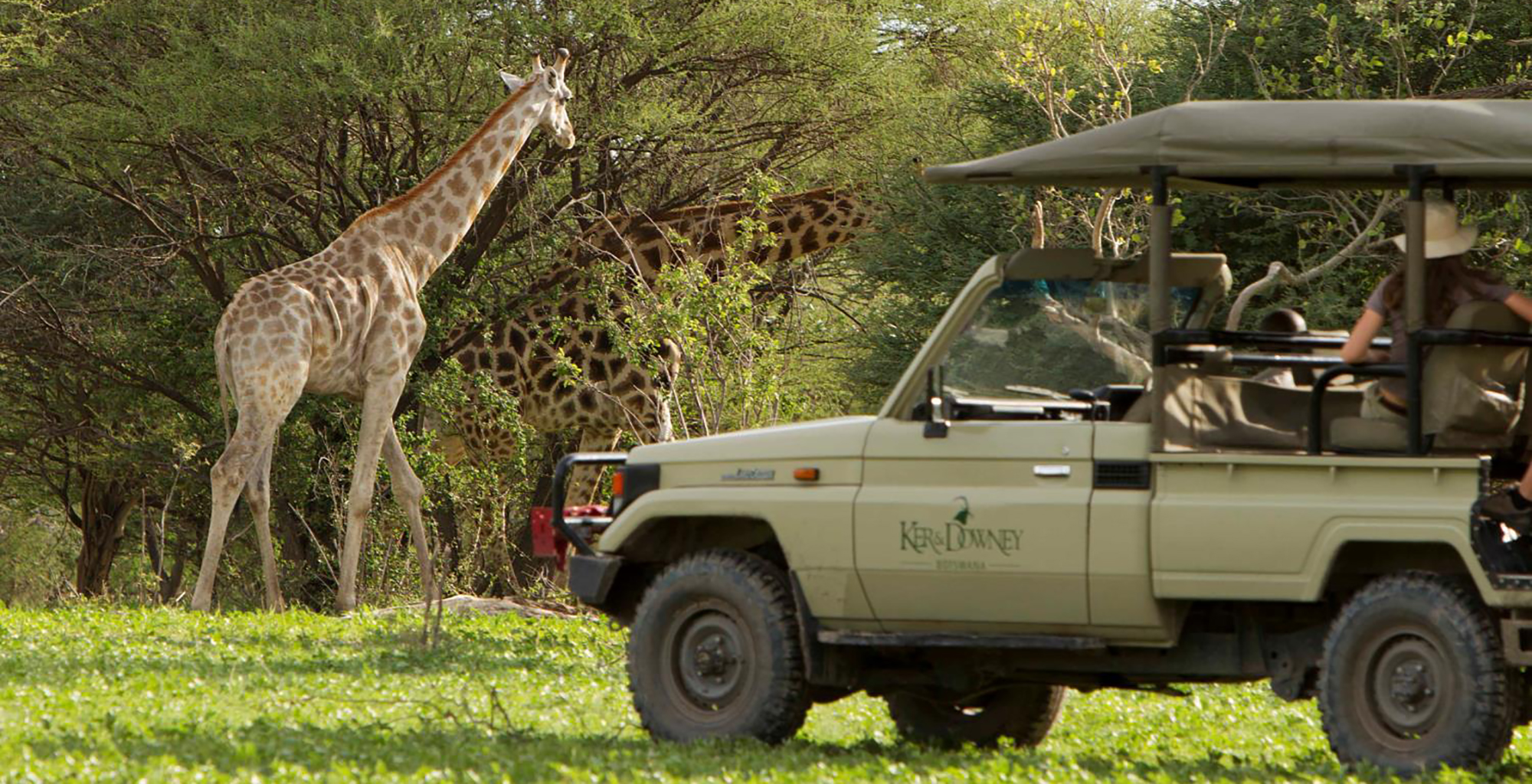Ker-Downey-Young-Explorers-Giraffe