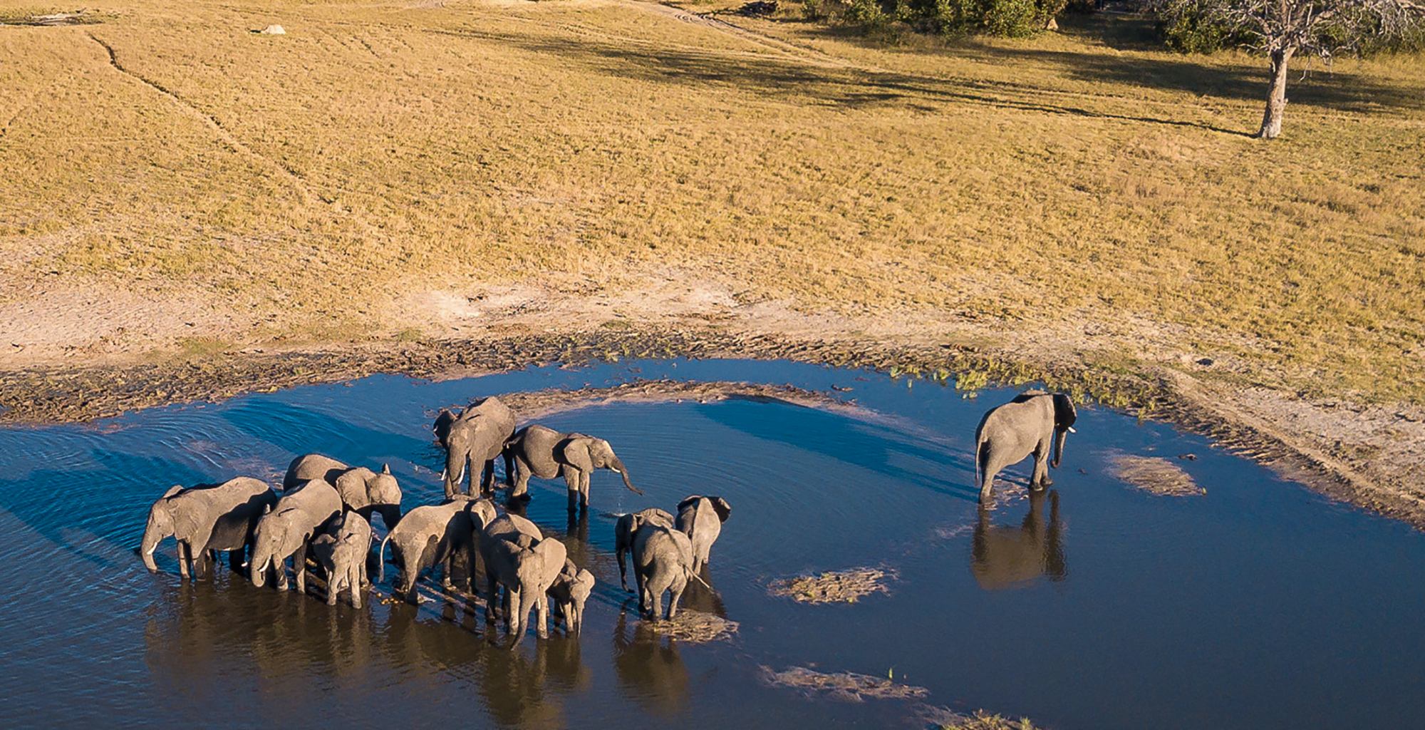 Zimbabwe-Little-Makalolo-Wildlife-Elephant