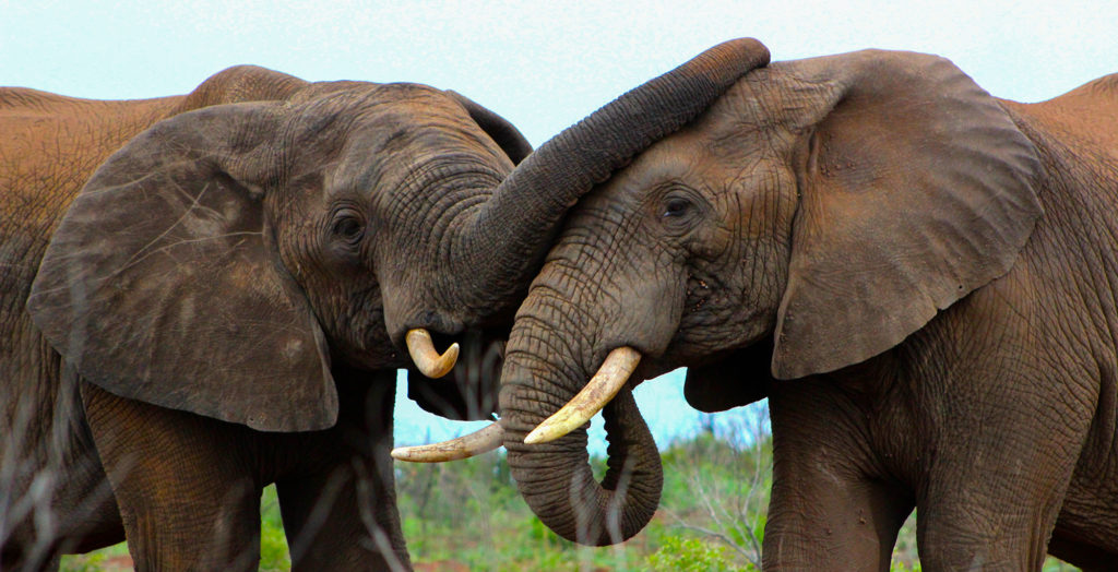 South-Africa-KwaZulu-Natal-Elephant