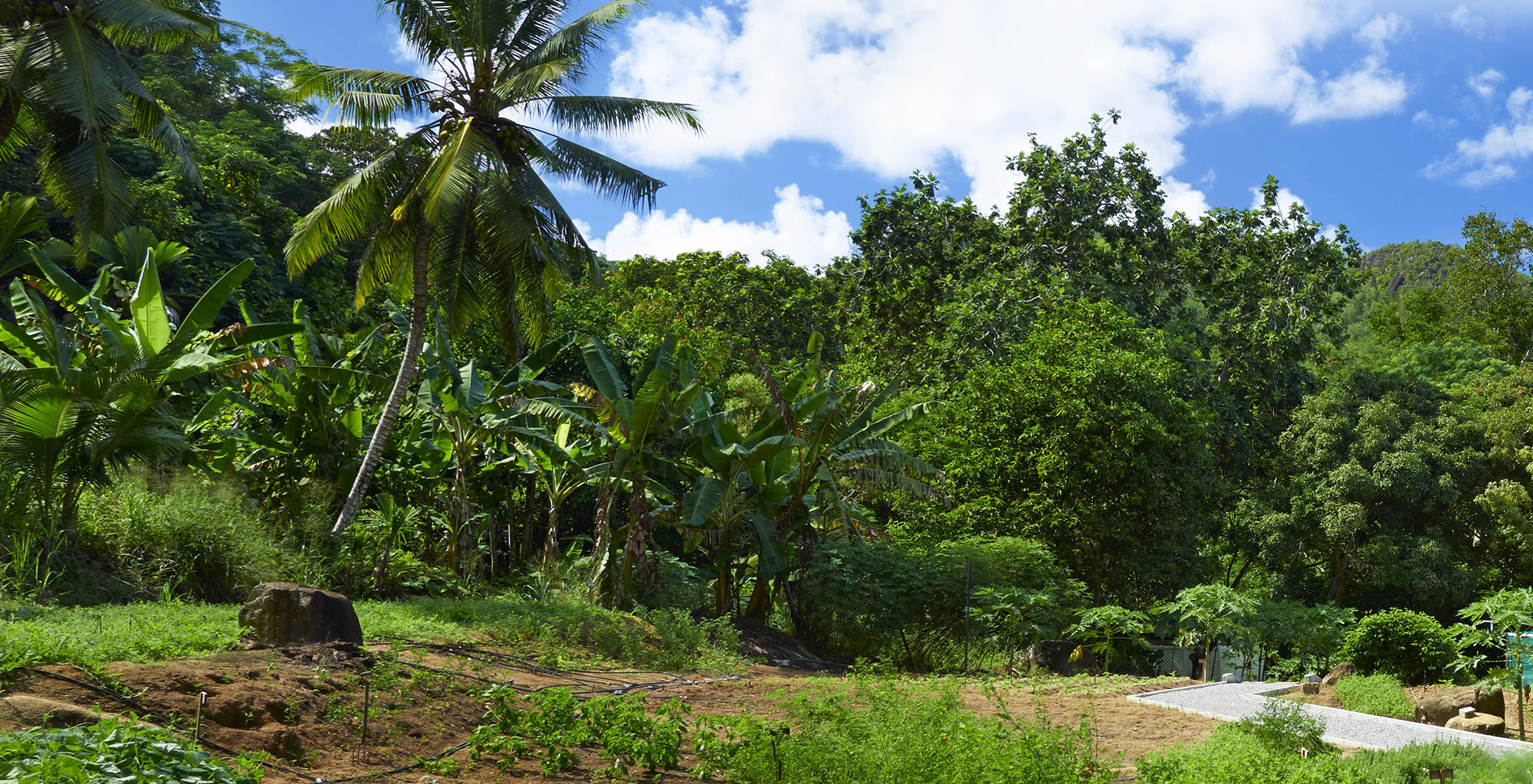 Seychelles-Main-Island-Farm