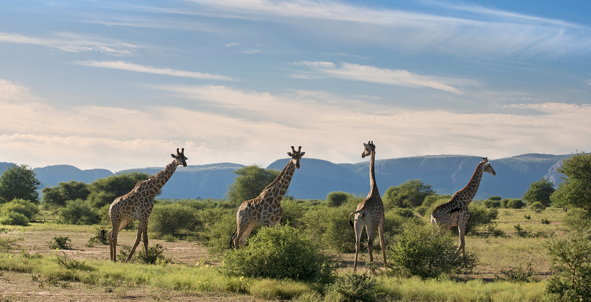 South-Africa-Marataba-Safari-Lodge-Wildlife-Giraffe