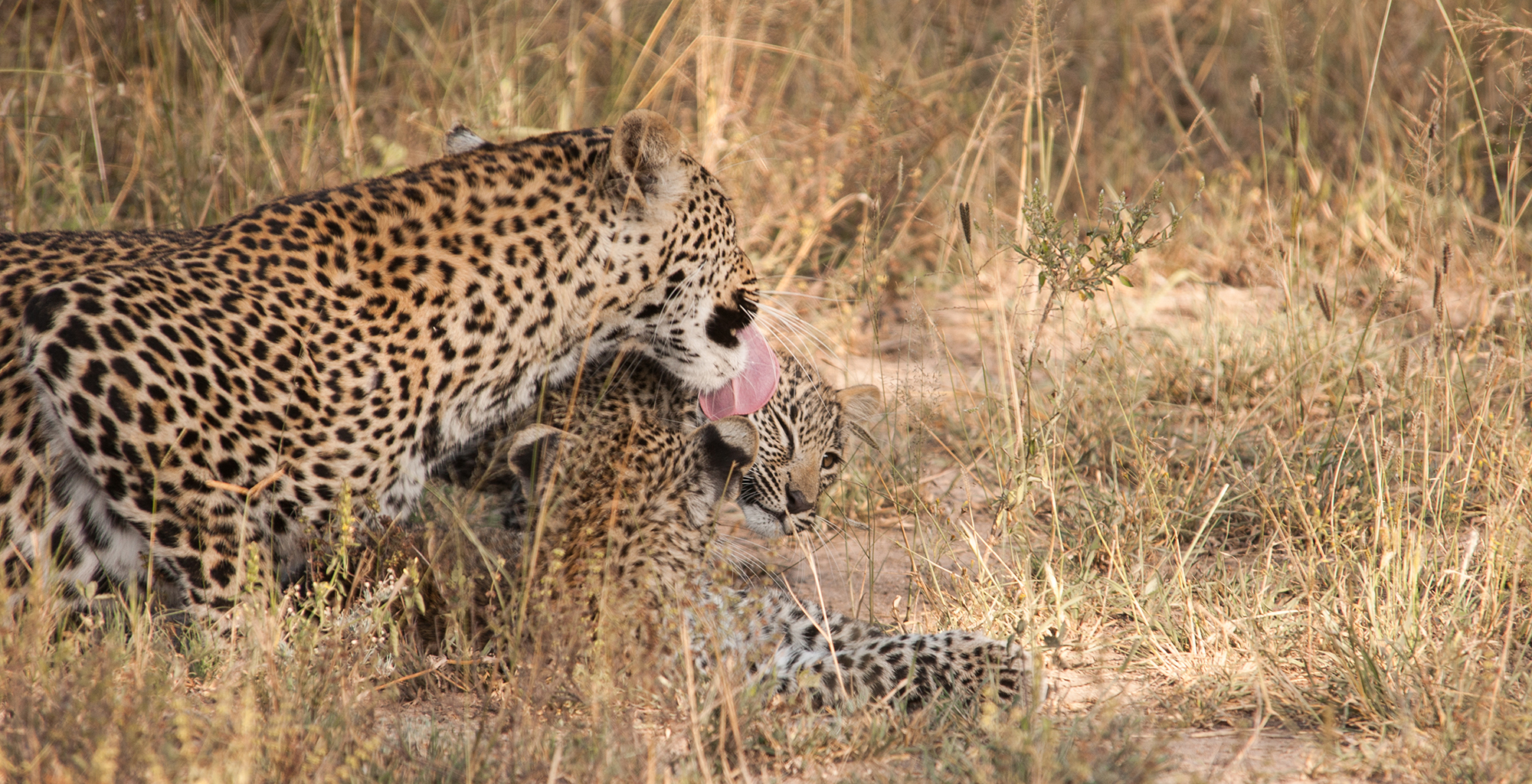 South-Africa-Kruger-National-Park-Leopard