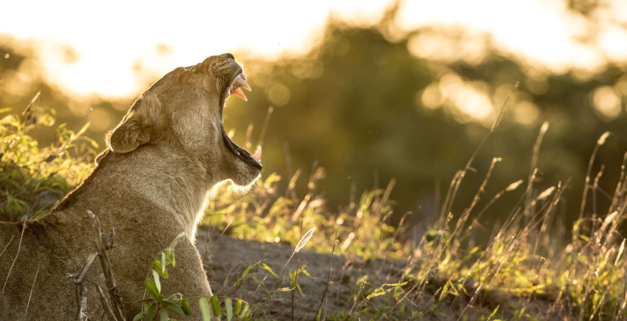 South-Africa-Singita-Sweni-Wildlife-Lion