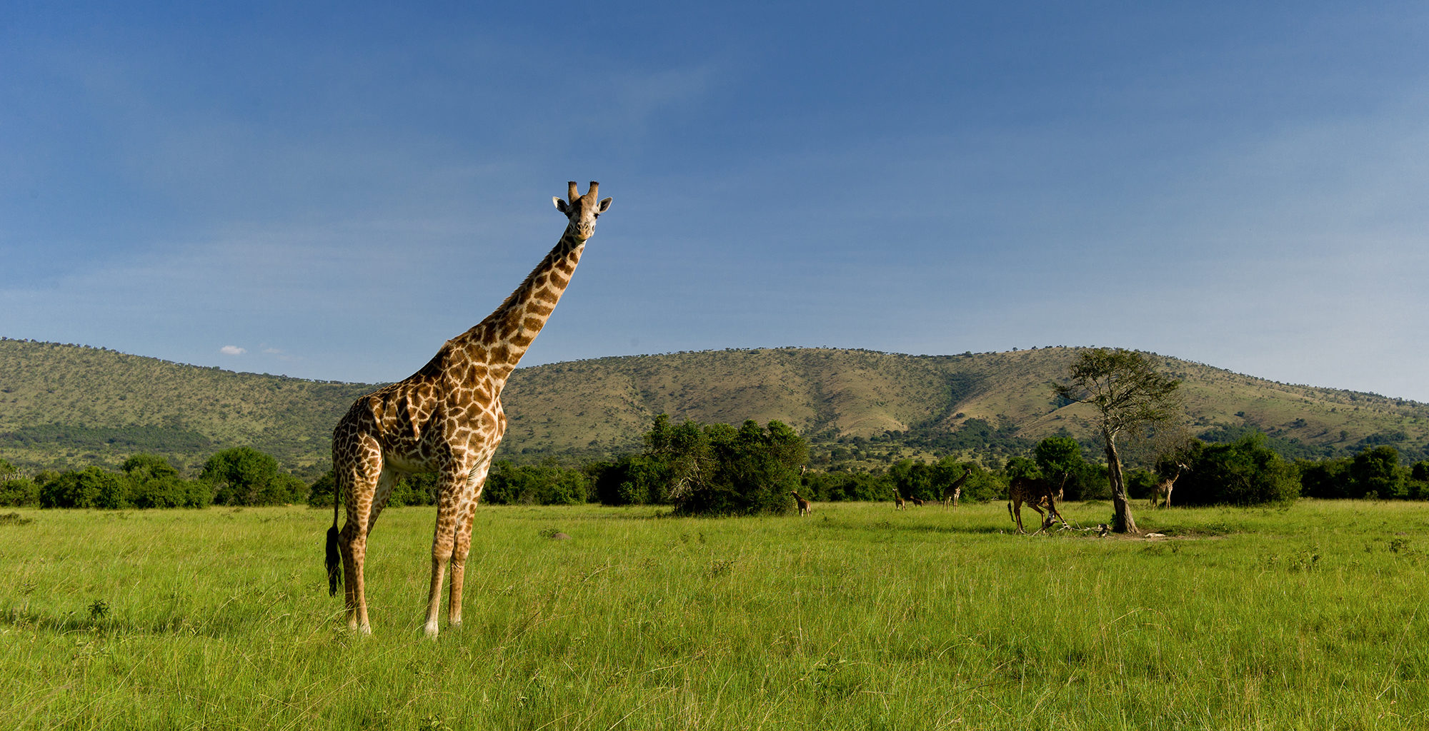 Rwanda-Akagera-National-Park-Giraffe