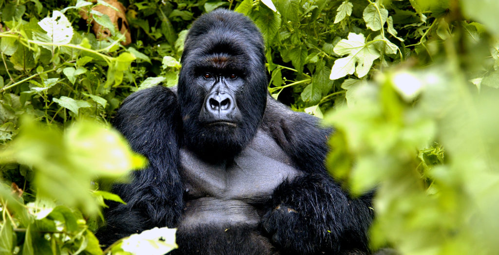 Democratic-Republic-of-Congo-Virunga-Wildlife-Gorilla