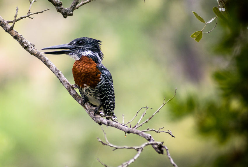 singita sweni wildlife