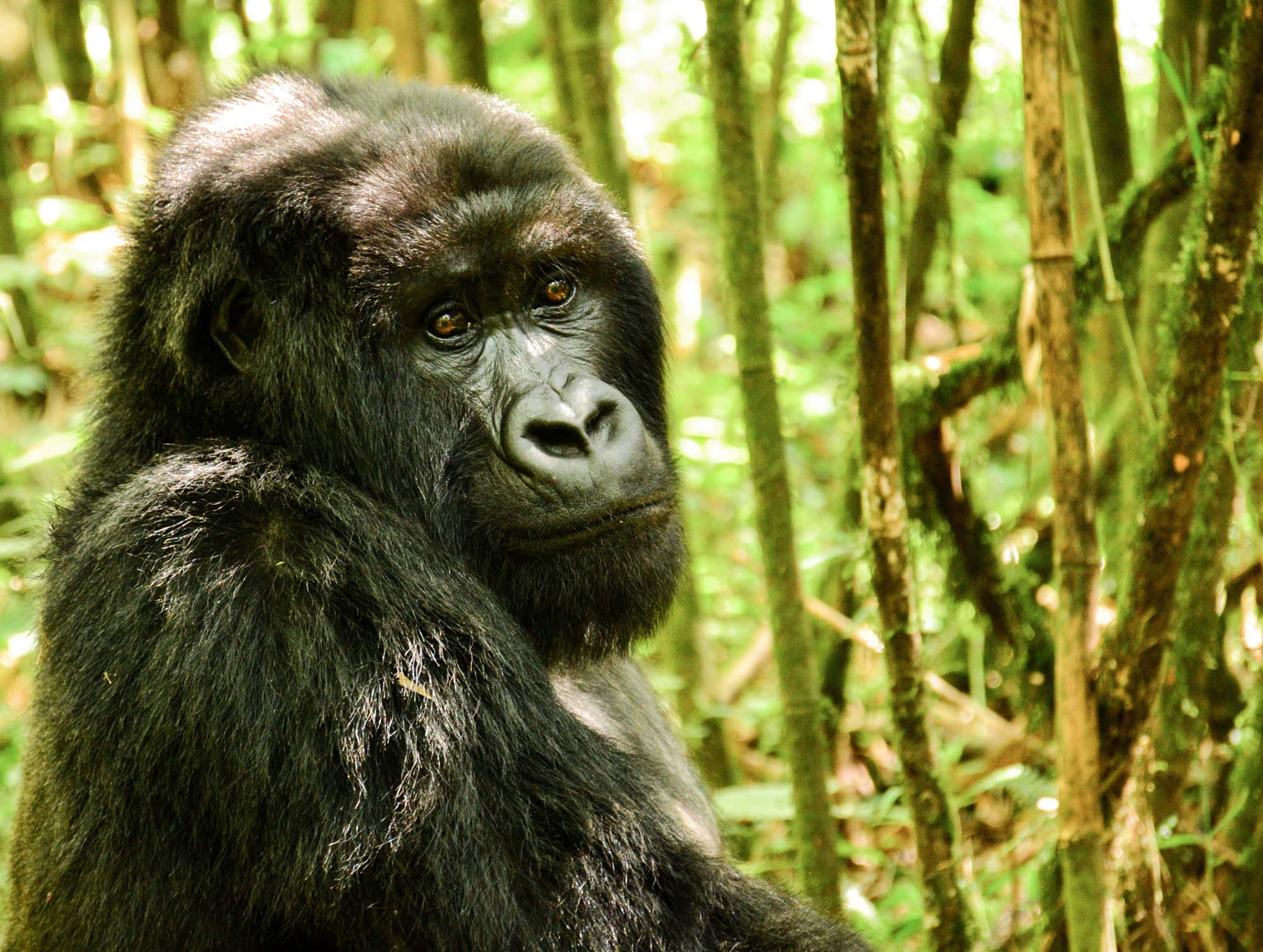 Sabyinyo Silverback Lodge Rwanda Gorilla