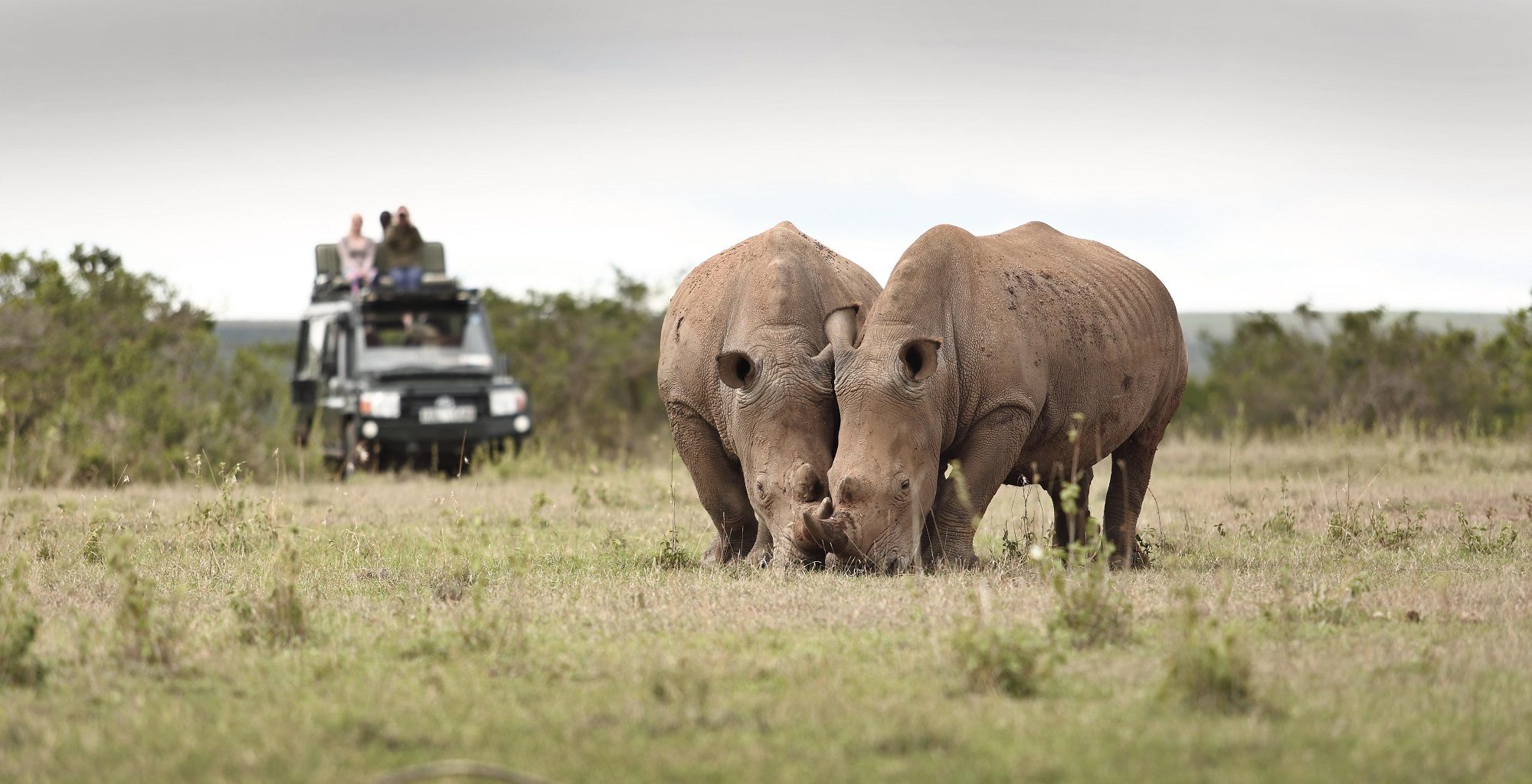 rhino walking safari