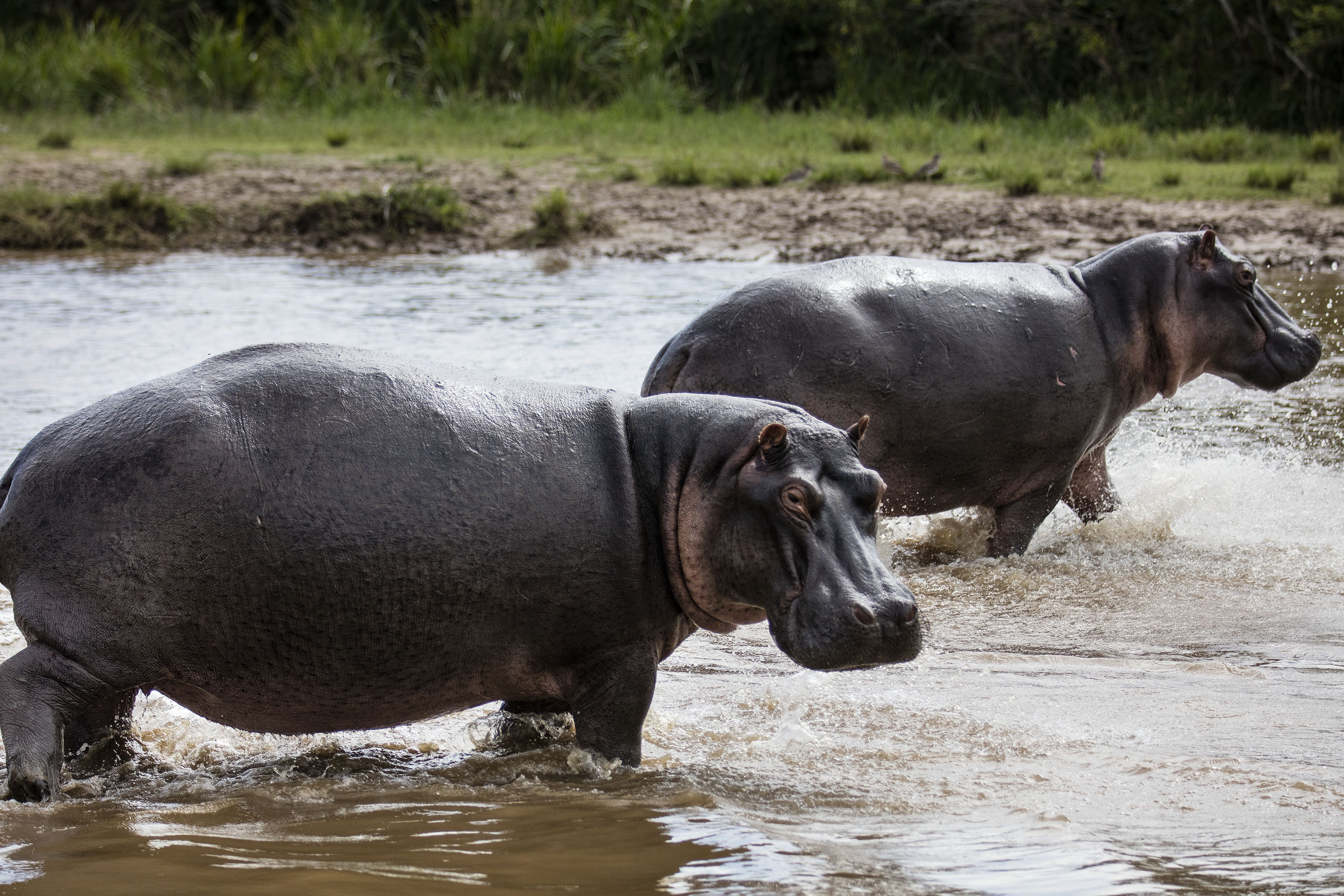 Vuringa DRC Hippo