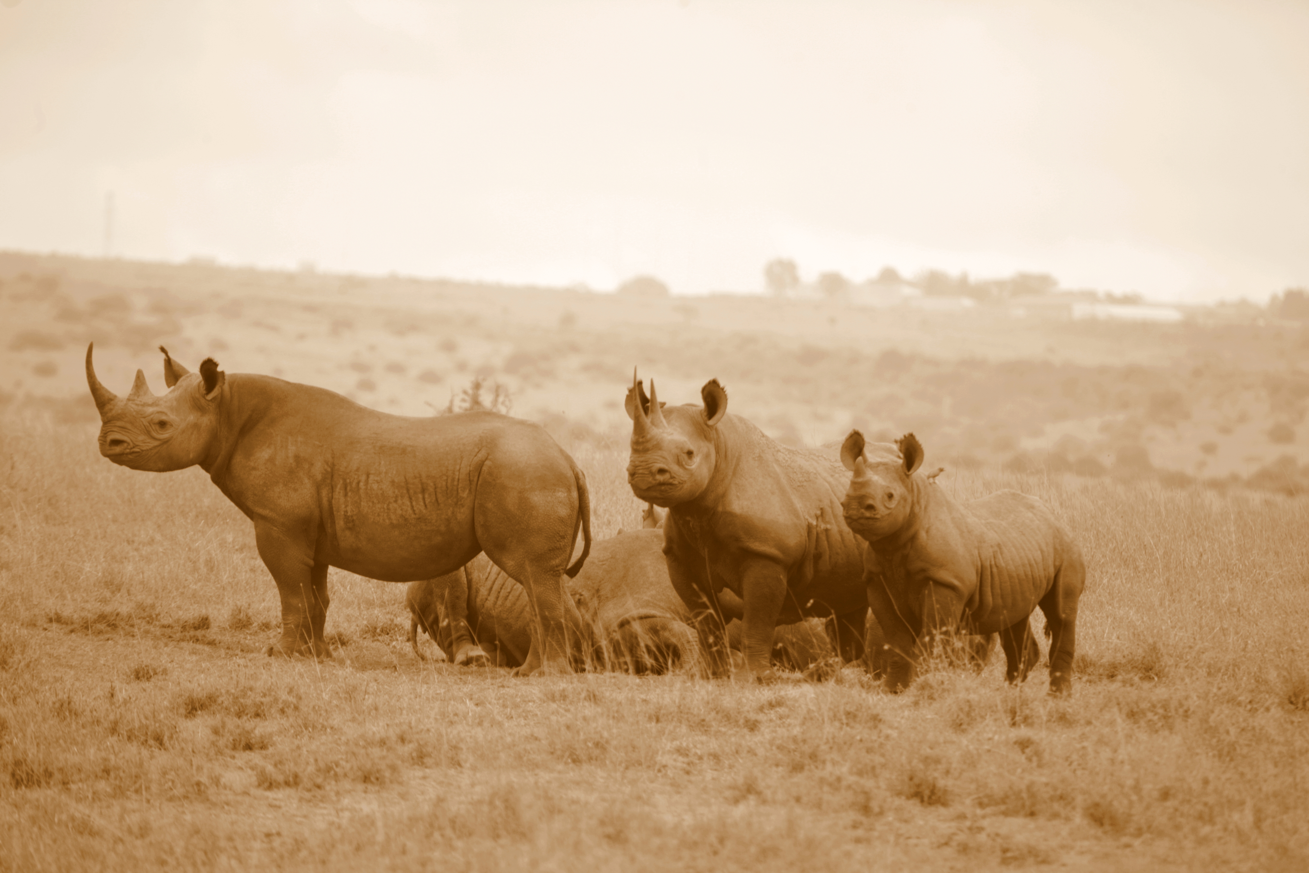 Emakoko Kenya Rhinos