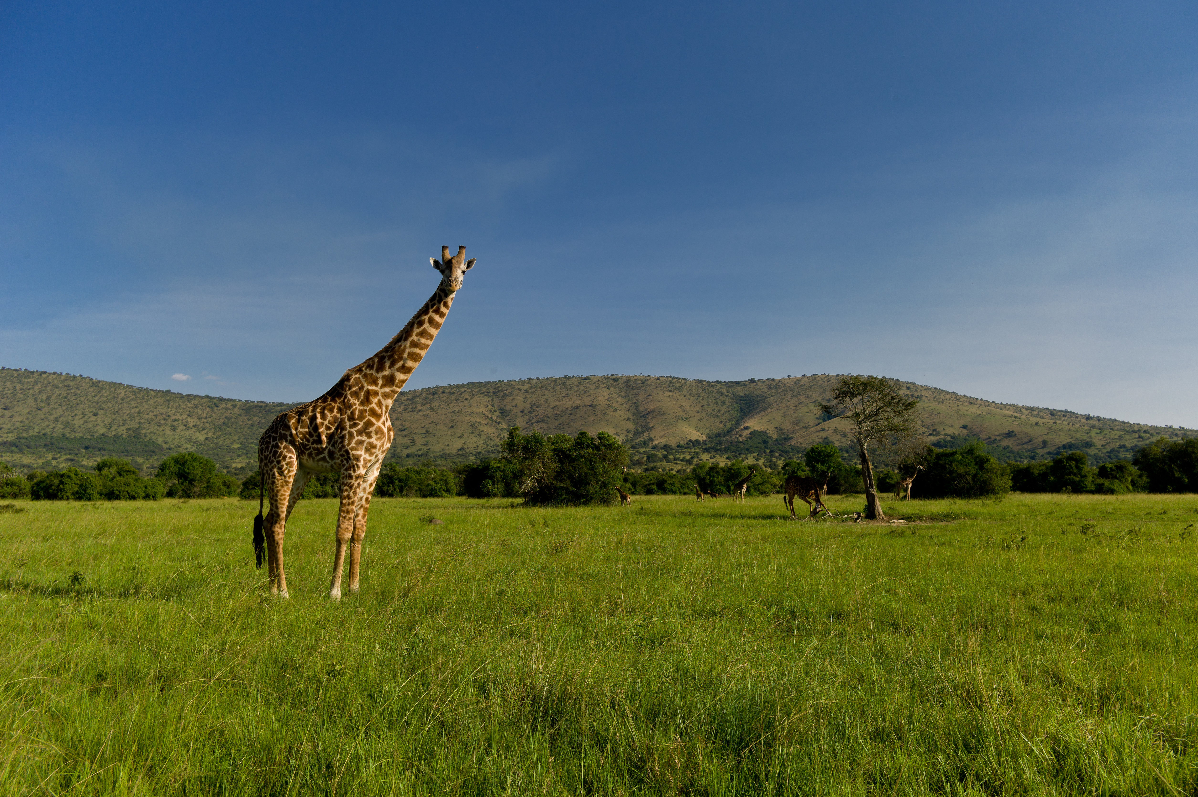 Giraffe on Akagera plain