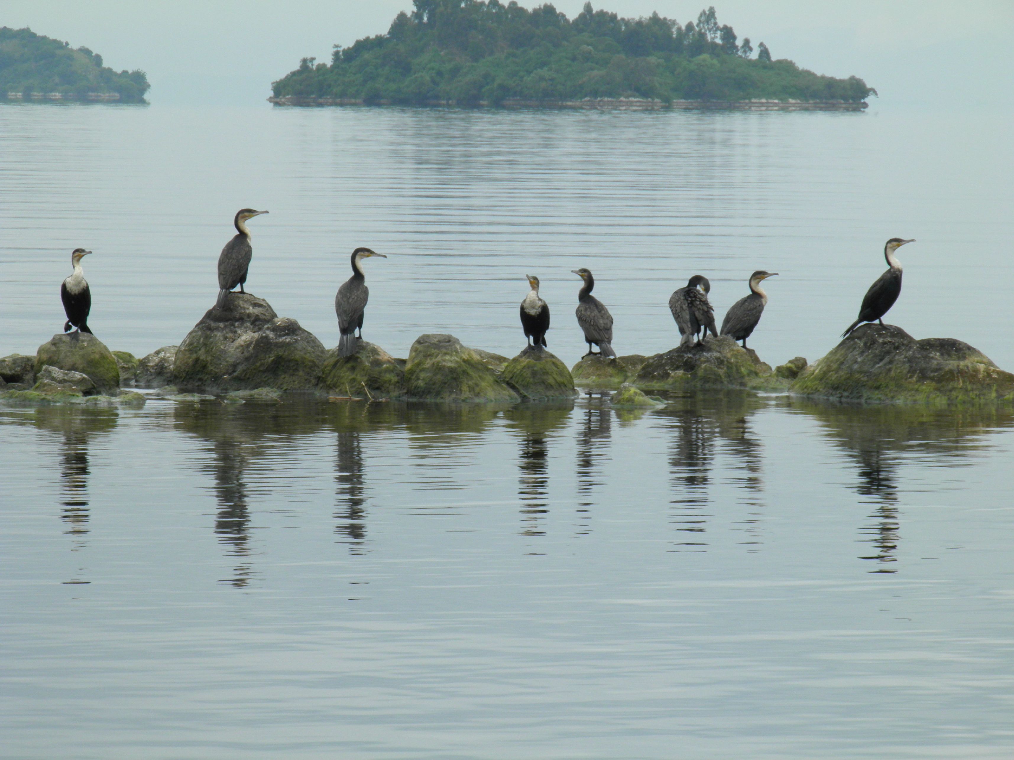 Lake Kivu Birds