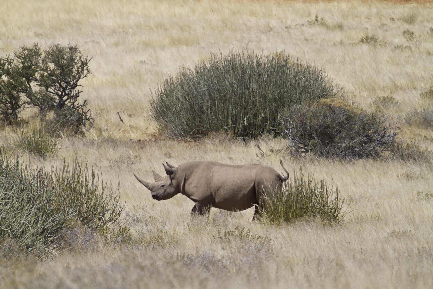 Desert Rhino Camp Namibia Rhino