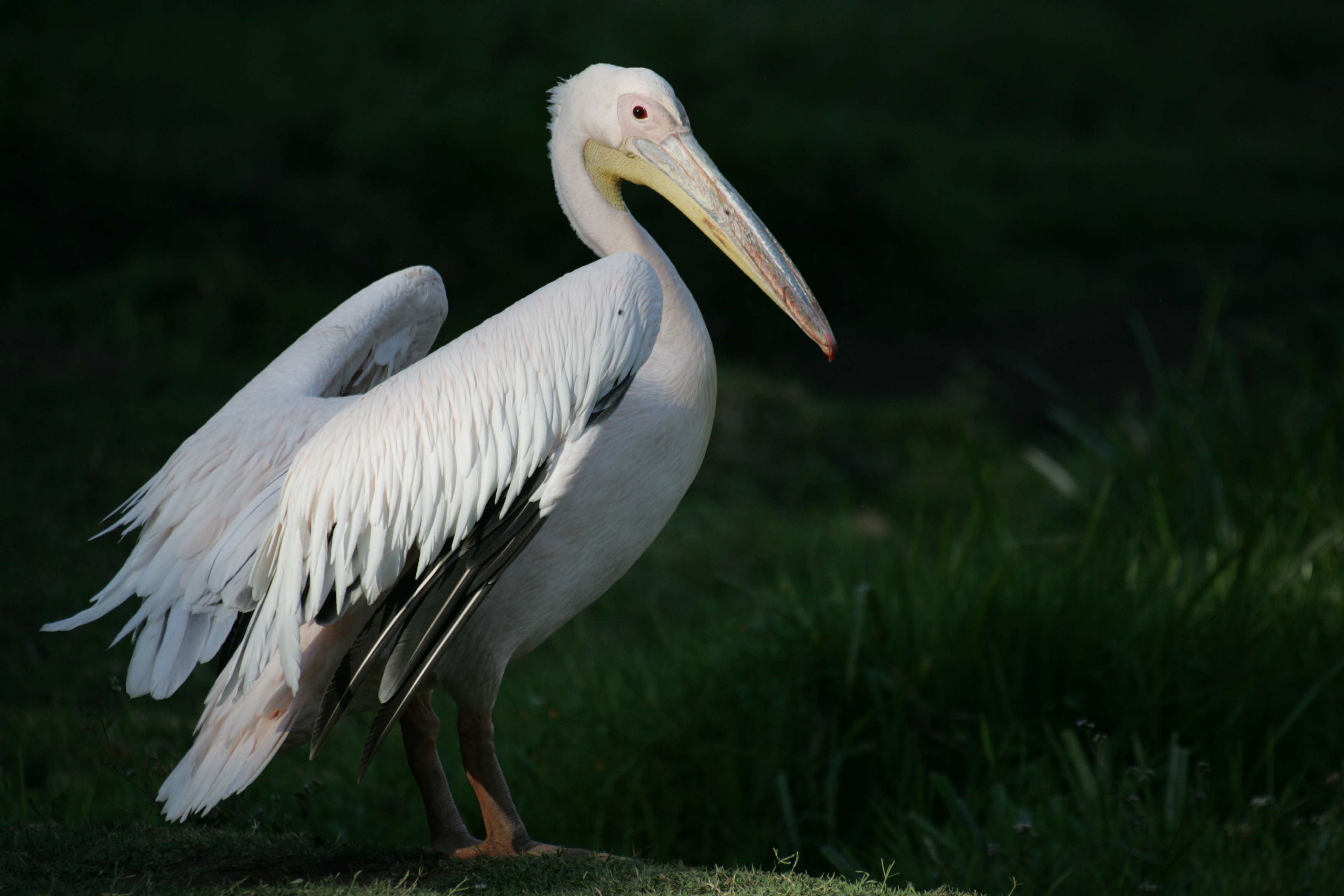 A Pelican in the Sanctuary, Mount Meru, Tanzania