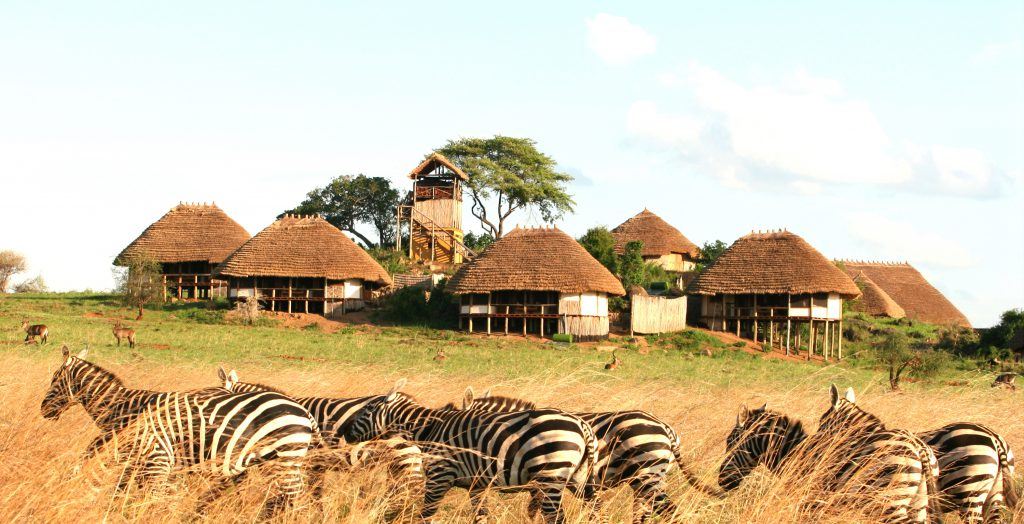 Uganda-Apoka-Lodge-Exterior-Zebra