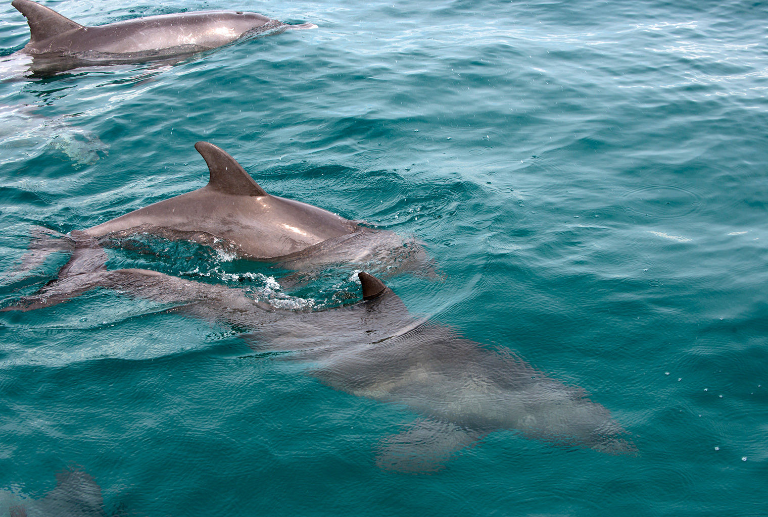 Mozambique-Bazaruto-Archipelago-Benguerra-Island-Lodge-Dolphins