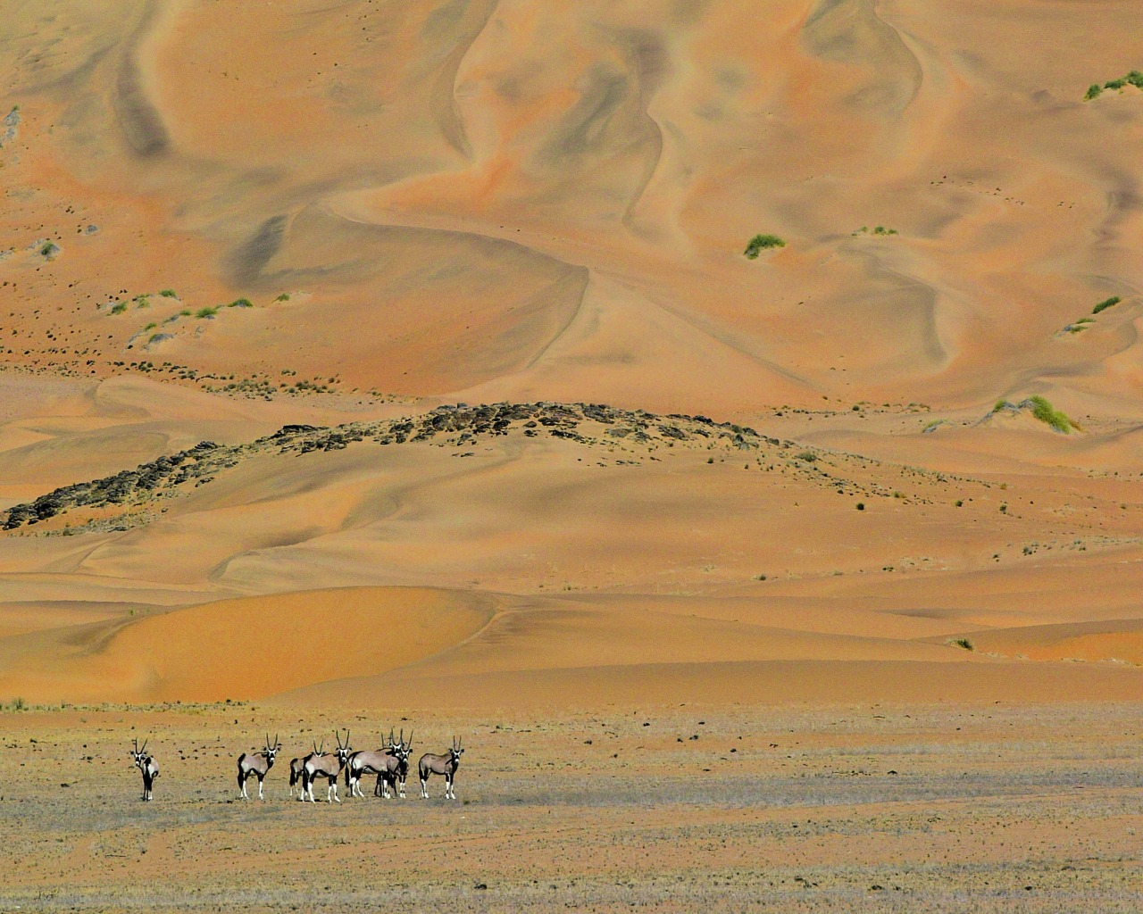 Serra Cafema Camp Namibia Wildlife