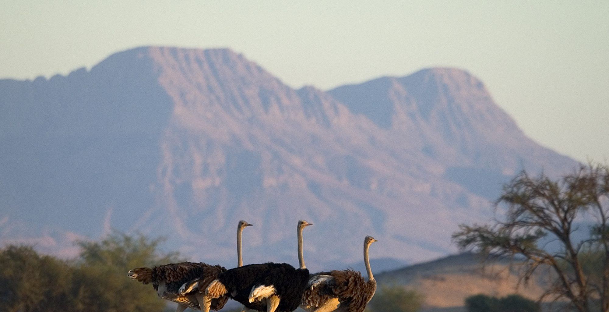 Namibia-Damaraland-Wildlife-Ostrich