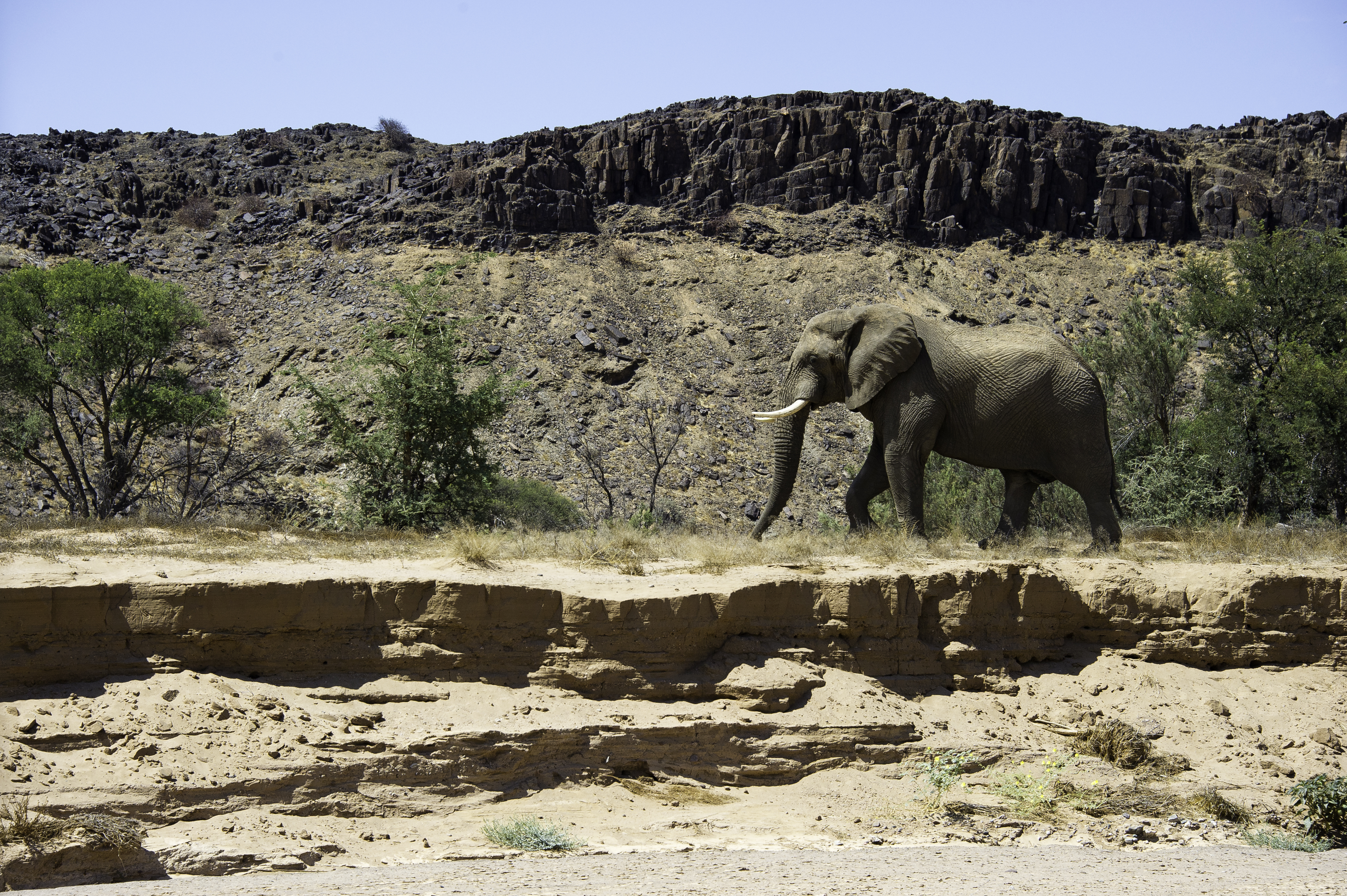 Damaraland Camp Namibia Elephant