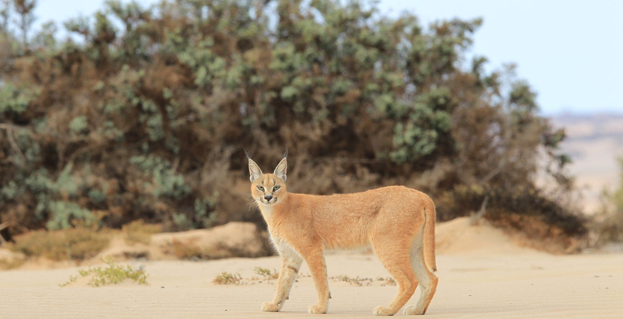 Namibia-Skeleton-Coast-Wildlife
