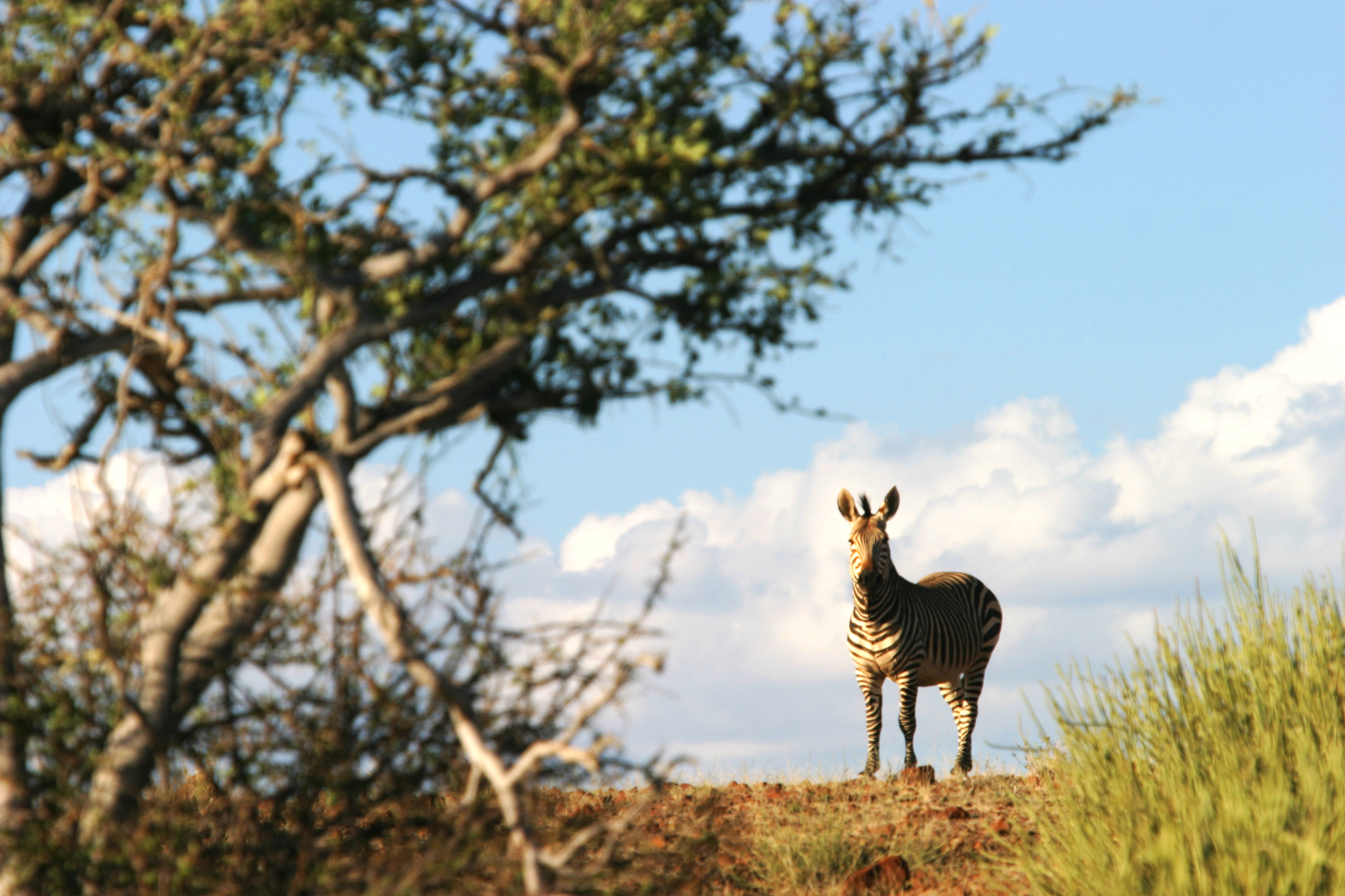 Etemdeka Mountain Camp Namibia wildlife