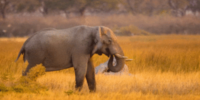 Elephant at Dusk, Kevin Matto, Bostwana