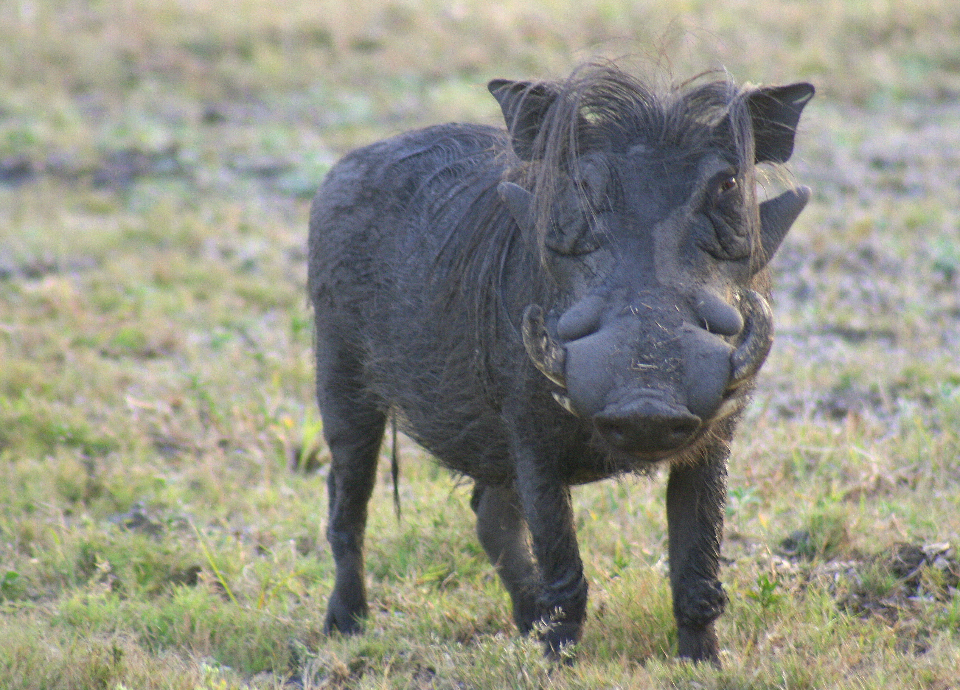 Explore Gorongosa Mozambique Wildlife