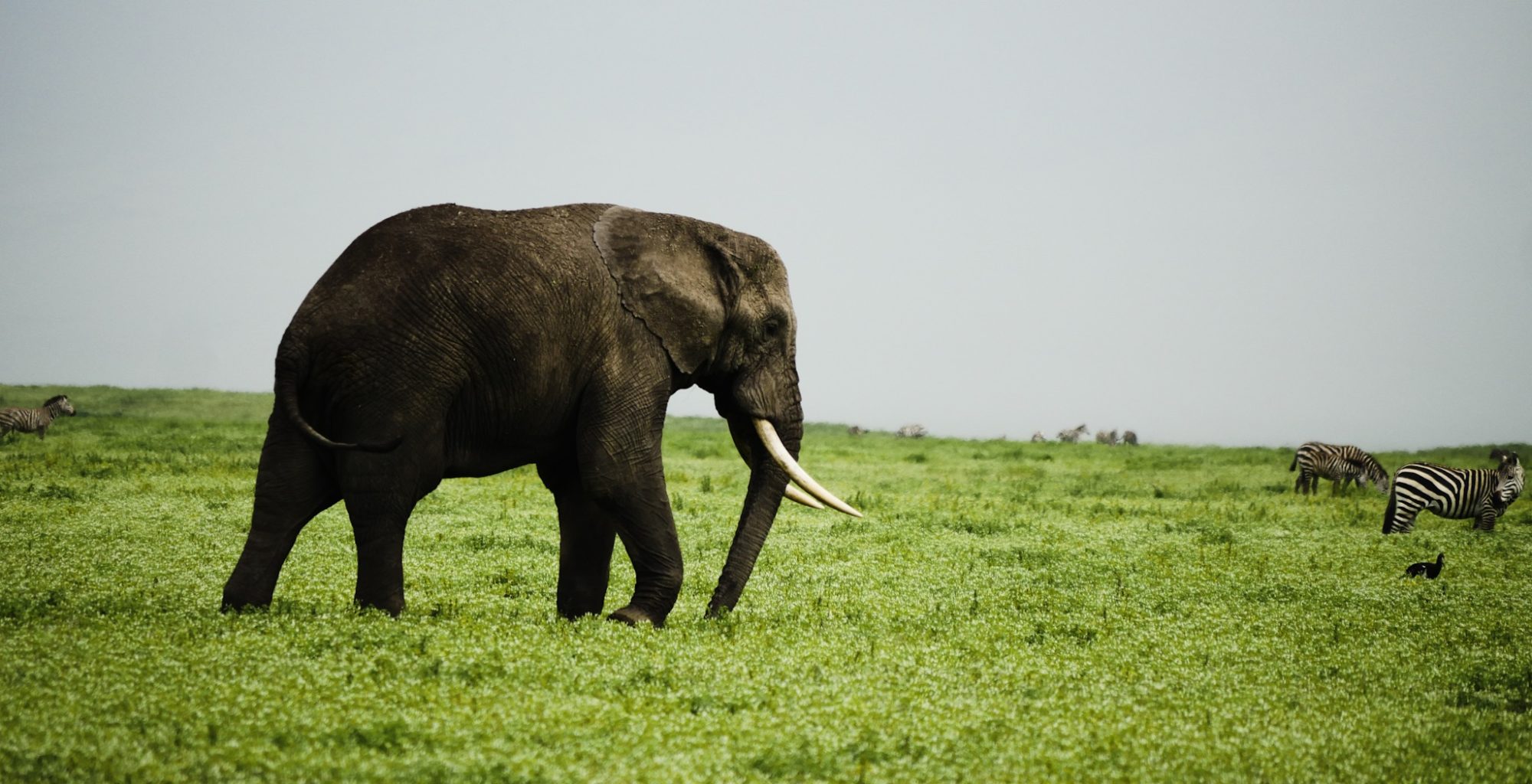 Tanzania-Wayo-Mobile-Camp-Wildlife-Elephant