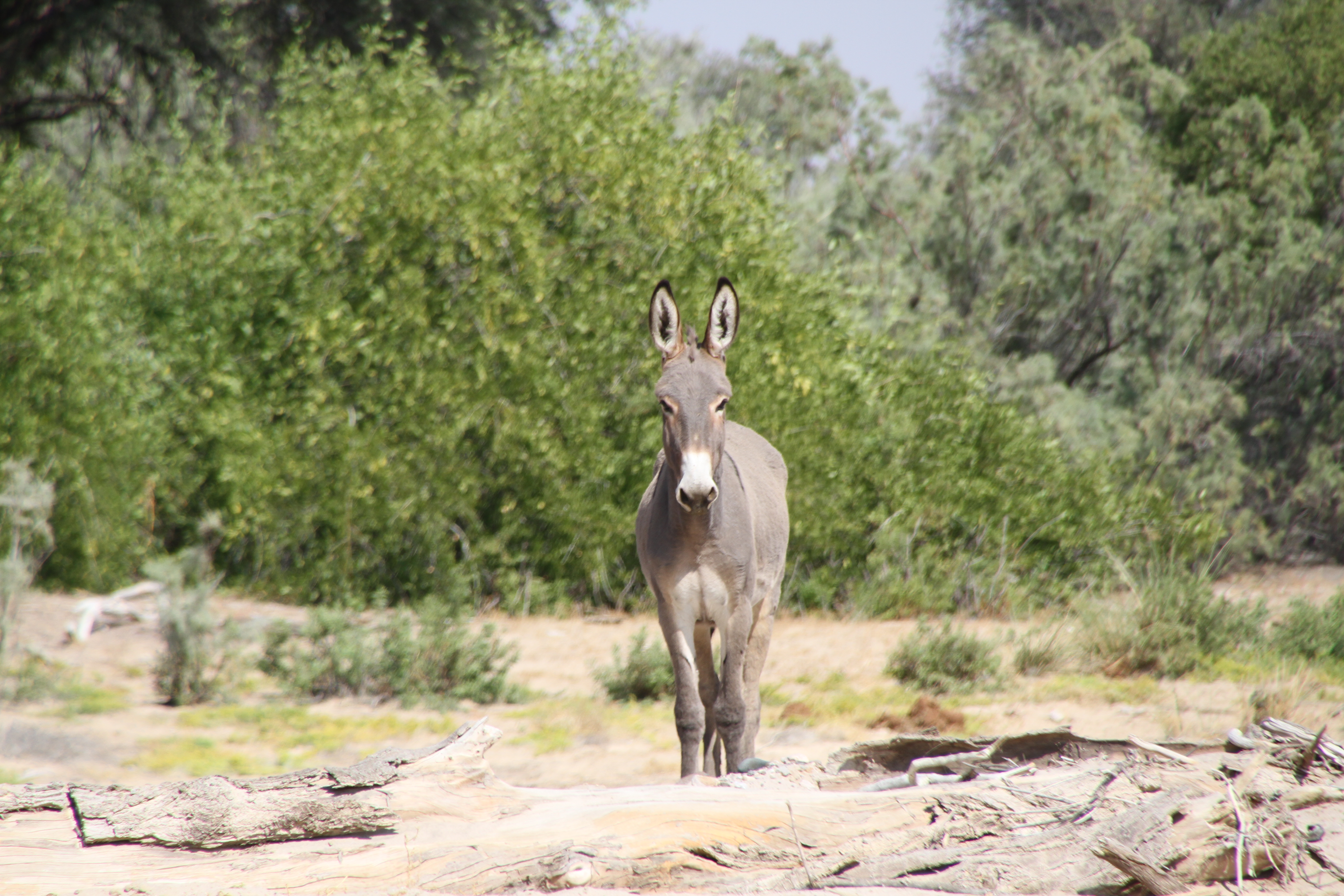 Leylandsdrift Camp Namibia Animal