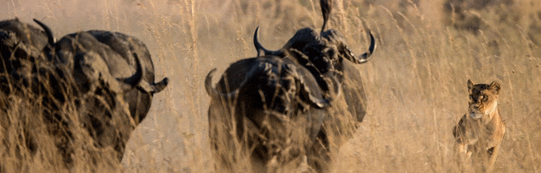 Kevin Matto, Botswana Lion chasing Buffalo