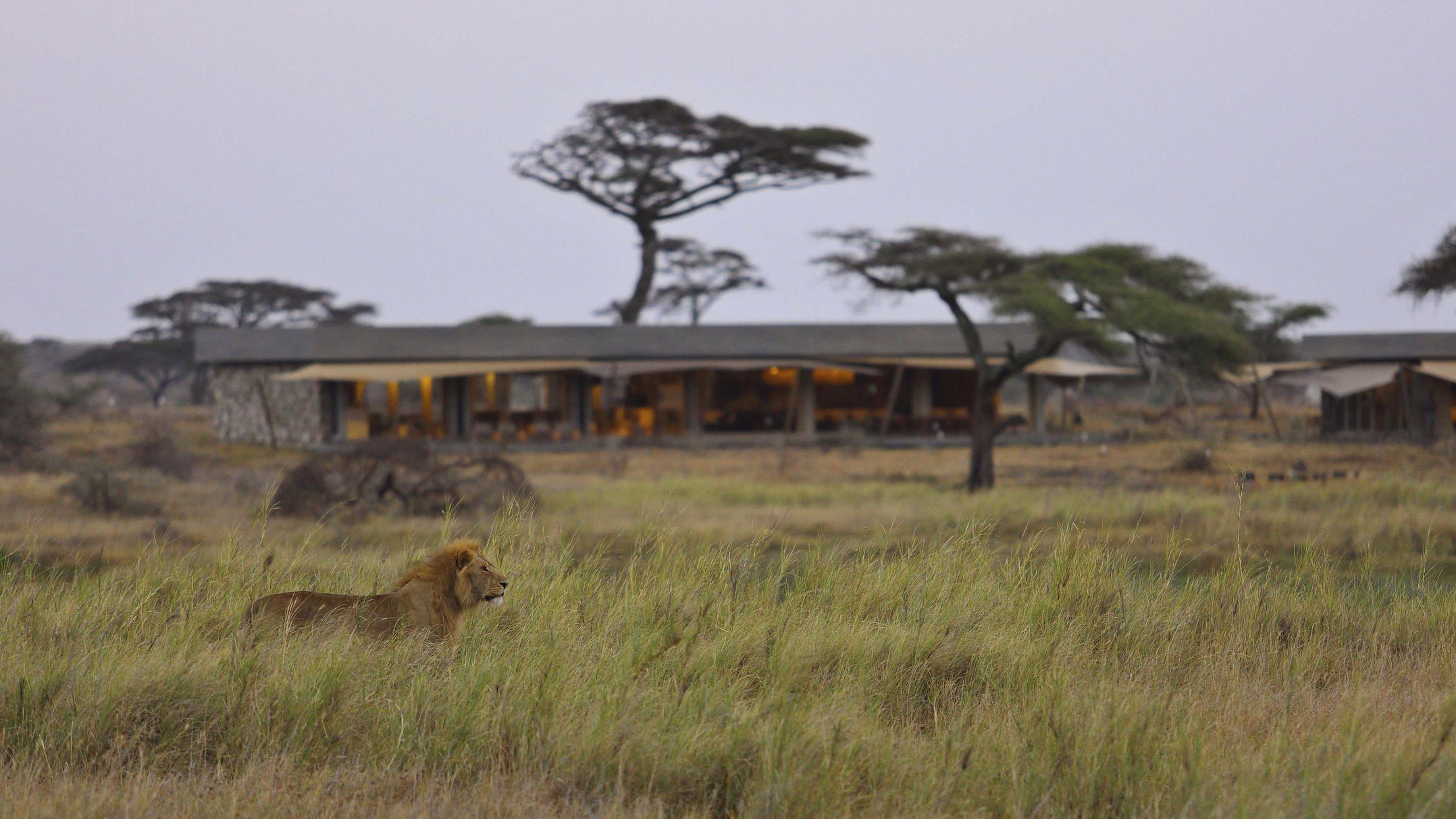 Namiri Plains Camp in Serengeti National Park, Tanzania