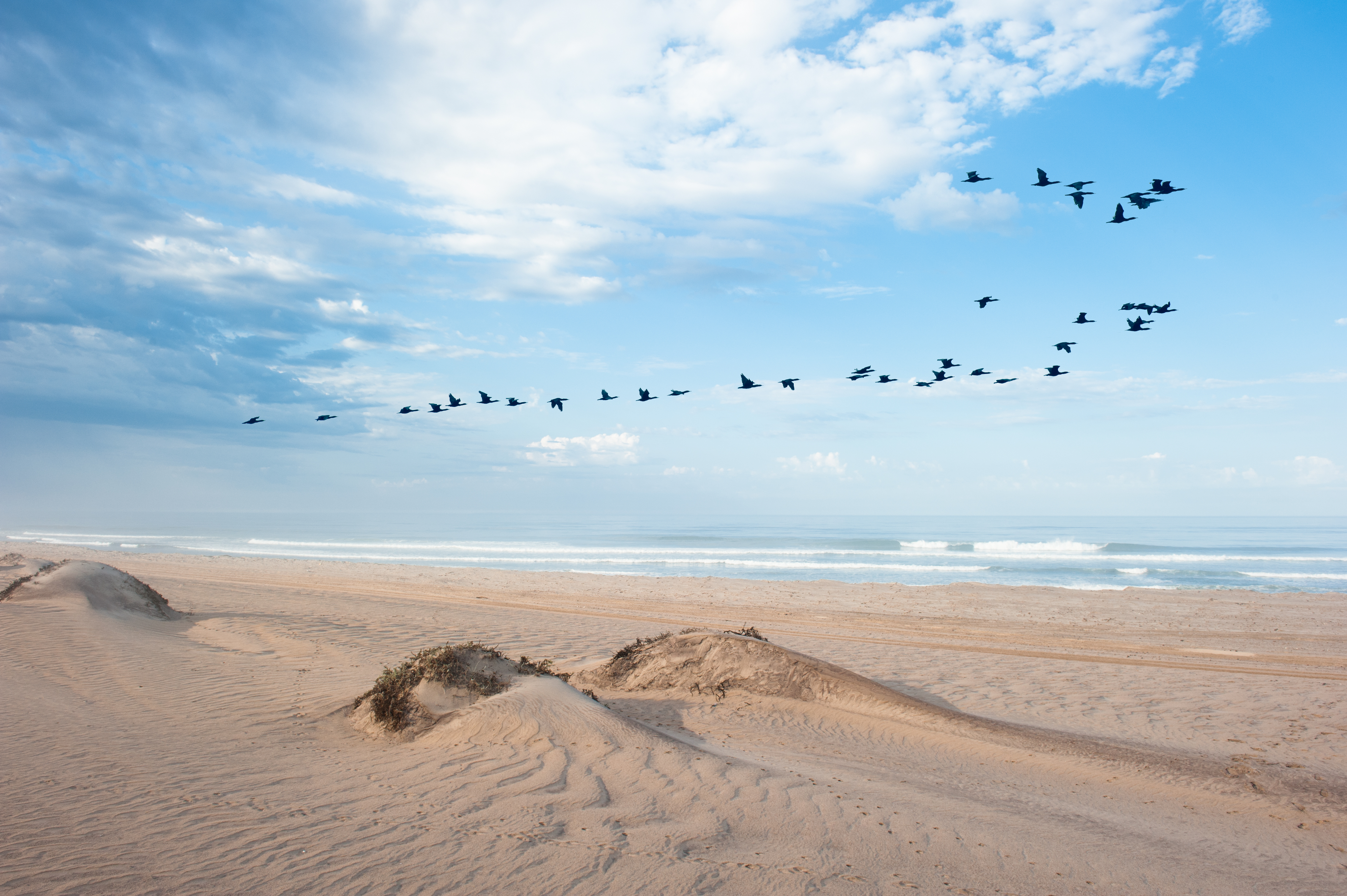 Hoanib Skeleton Coast Birds