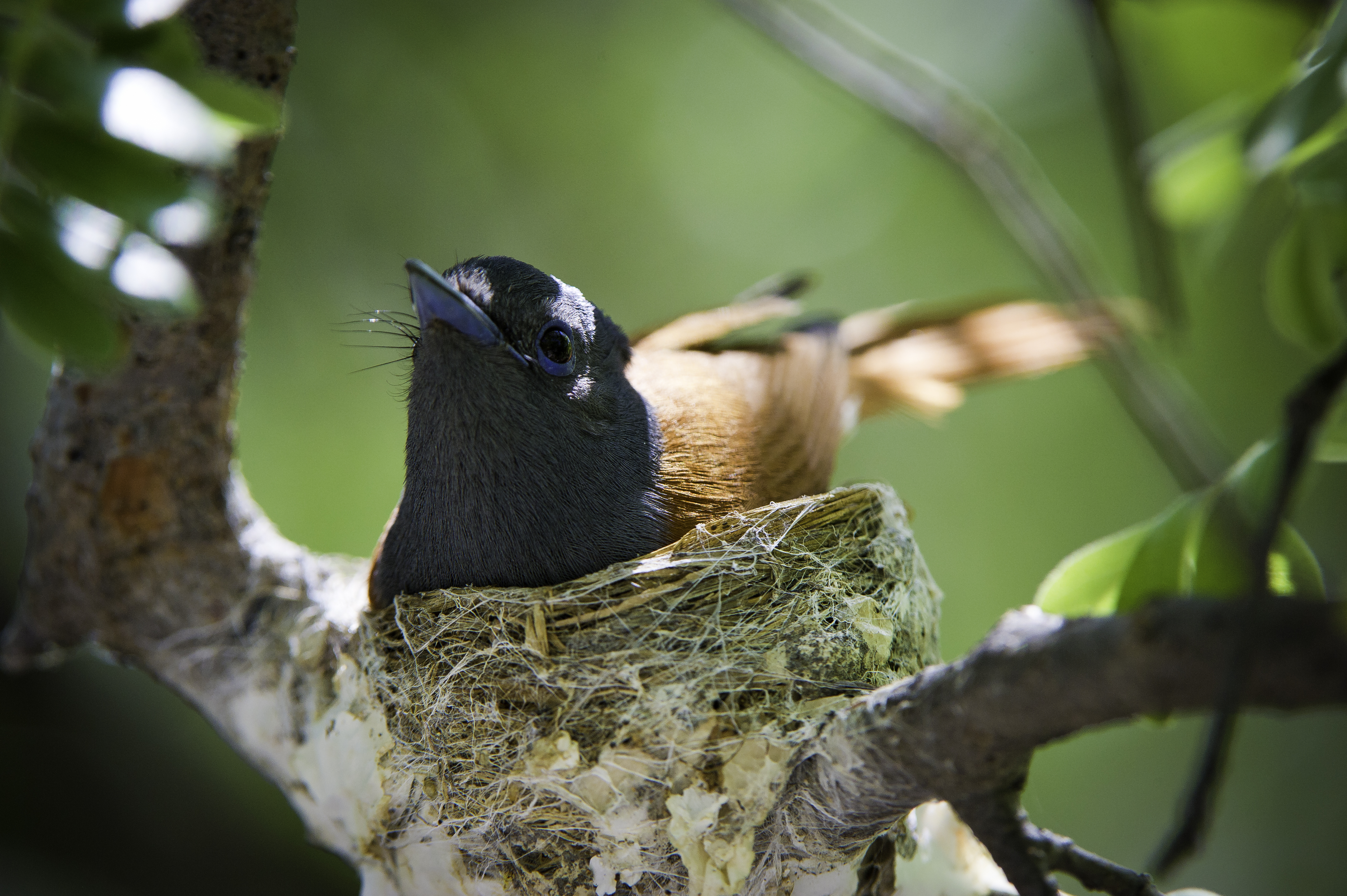 Ongava Tented Camp Namibia Wildlife Bird