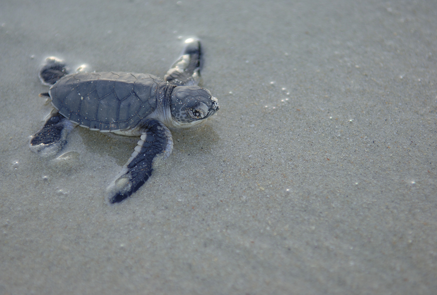 Ras-Kutani-Tanzania-Turtles