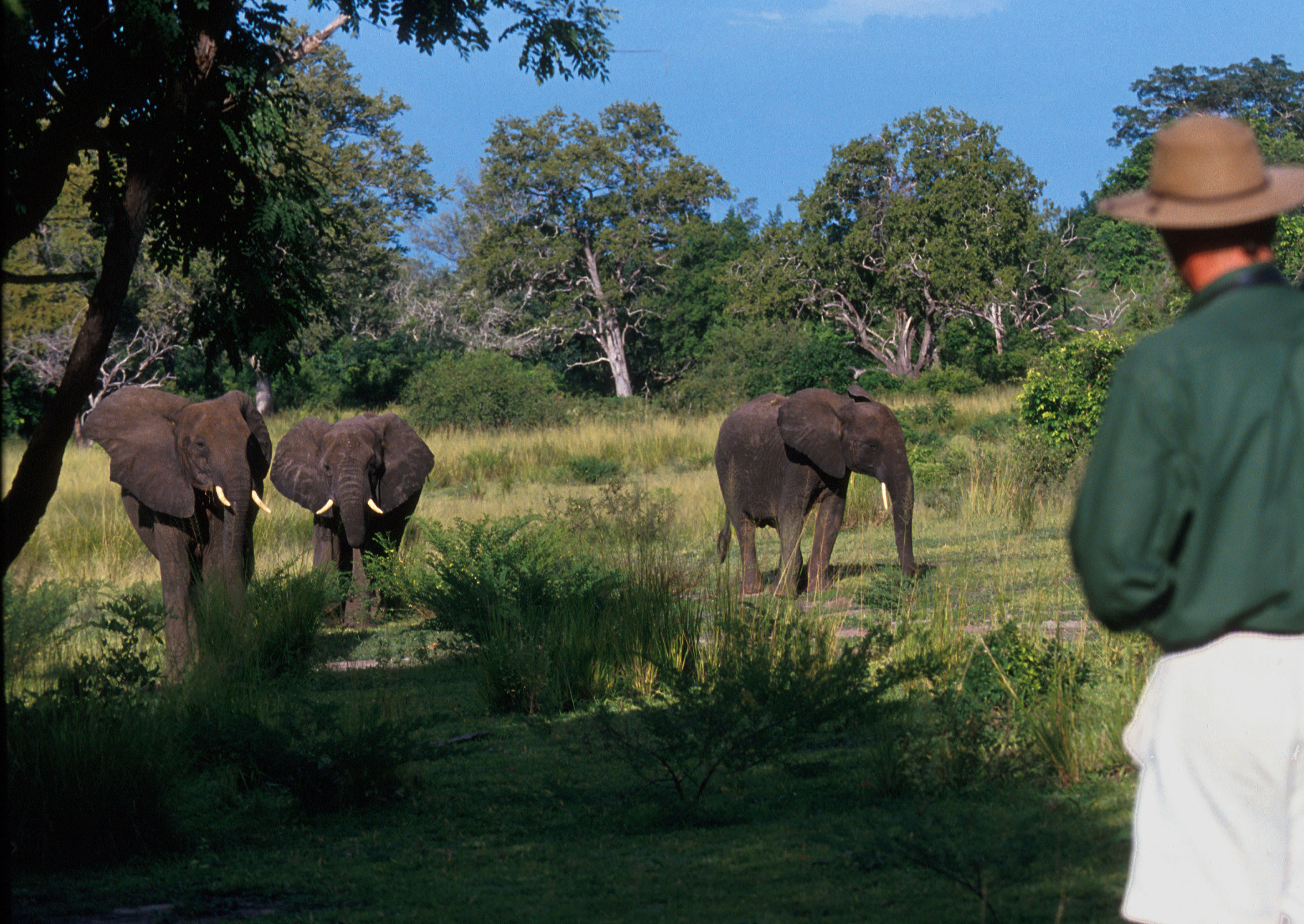 Selous Walking Safari Tanzania Elephants