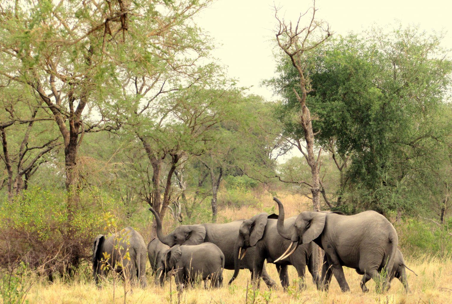 Semliki National Park - Journeys by Design