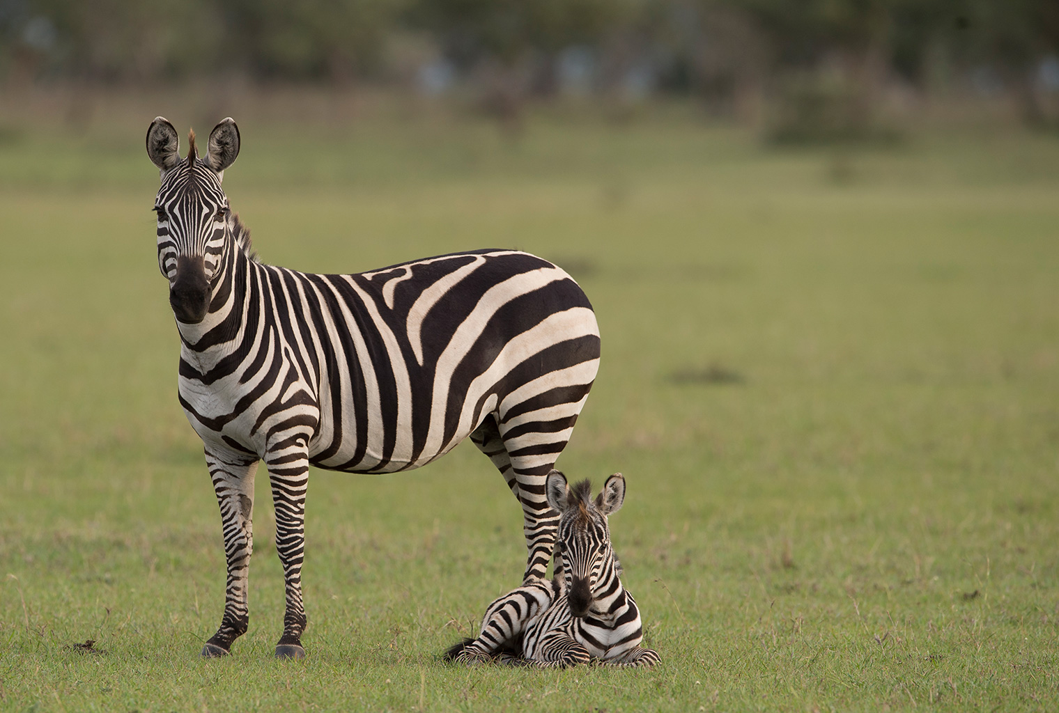 Singita-Explore-Tanzania-Wildlife