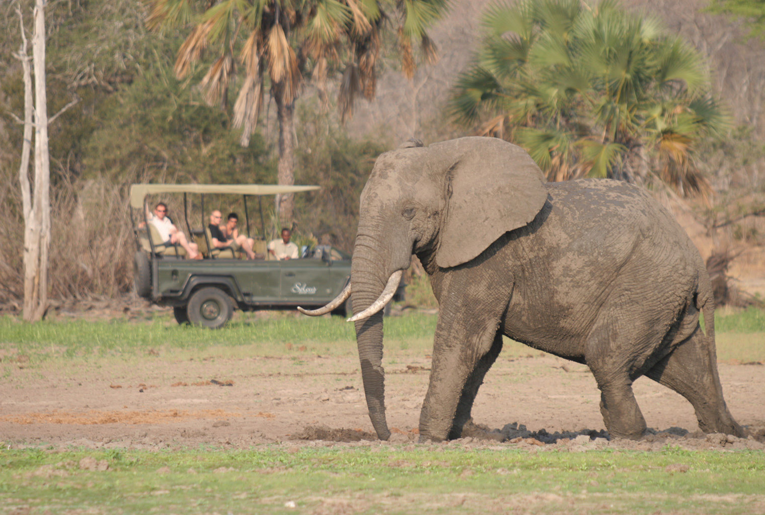 Tanzania-Siwandu-Wildlife-Elephant