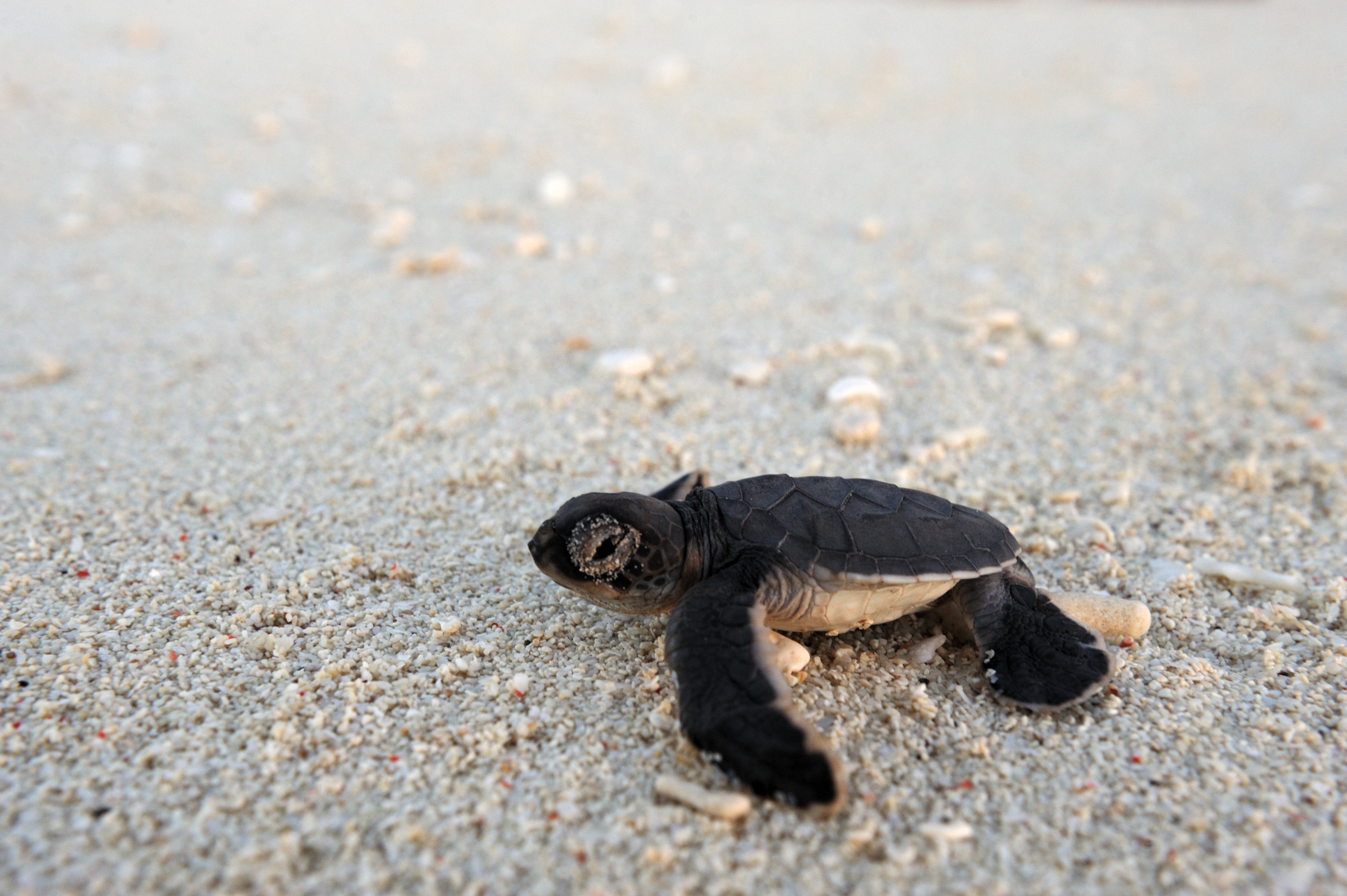 Vamizi-Lodge-Mozambique-turtle