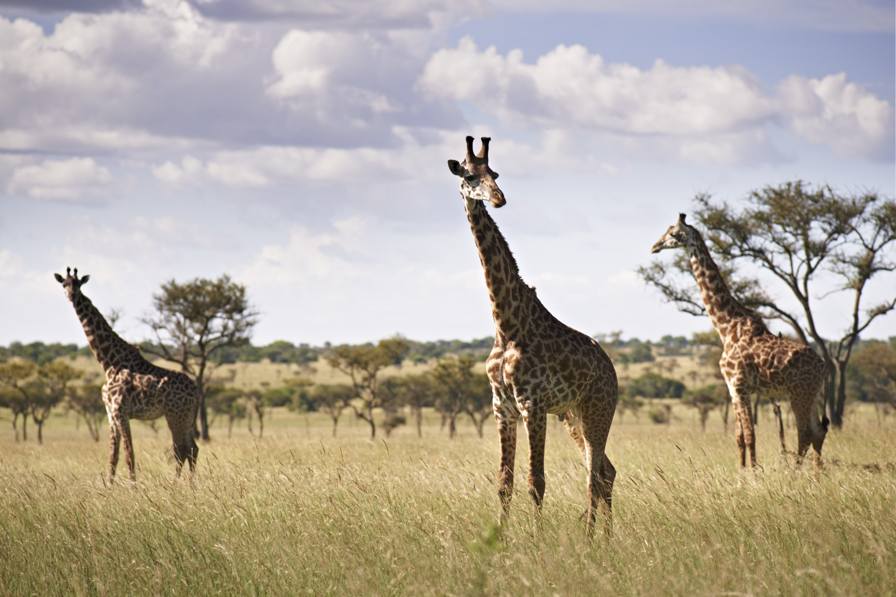 Serengeti Grumeti Area Shot