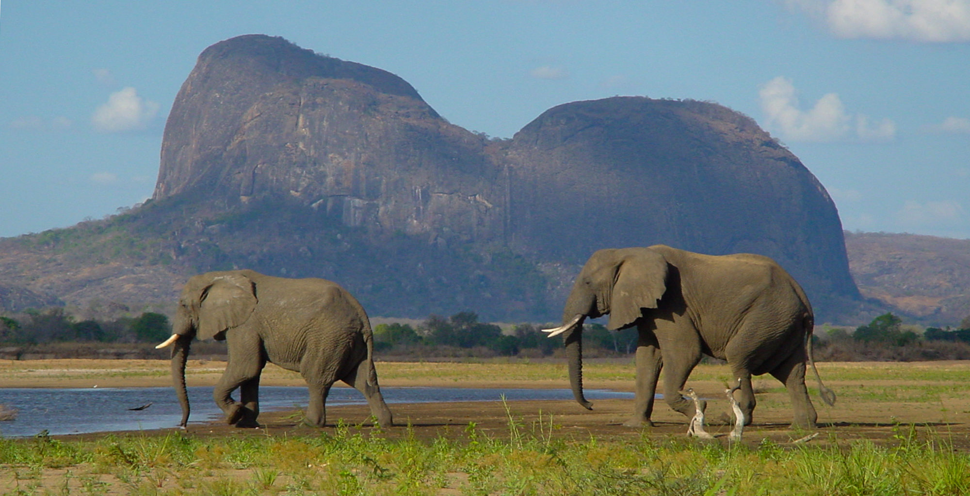 Mozambique-Niassa-National-Reserve-Wildlife-Elephant